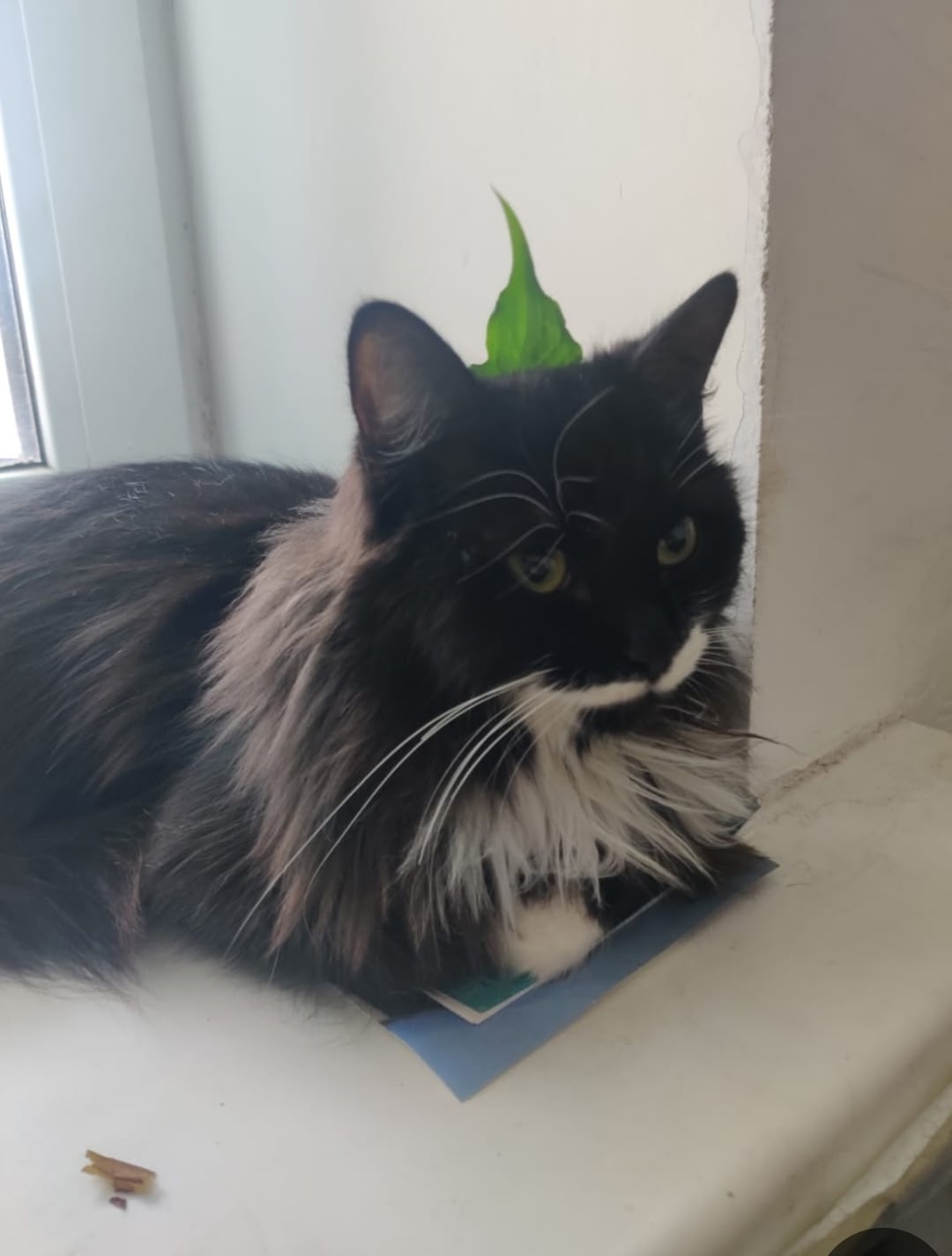 Пропала собака в Владимире — фото объявления