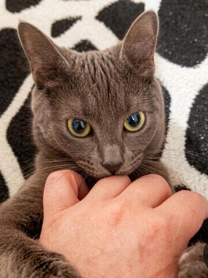 Пропала кошка в Владимире — фото объявления