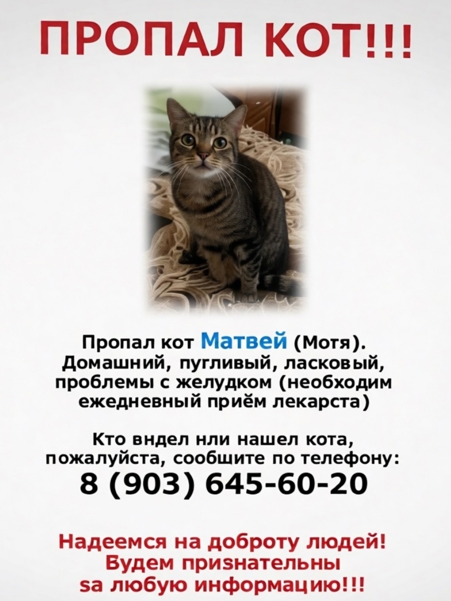 Найдена кошка в Владимире — фото объявления