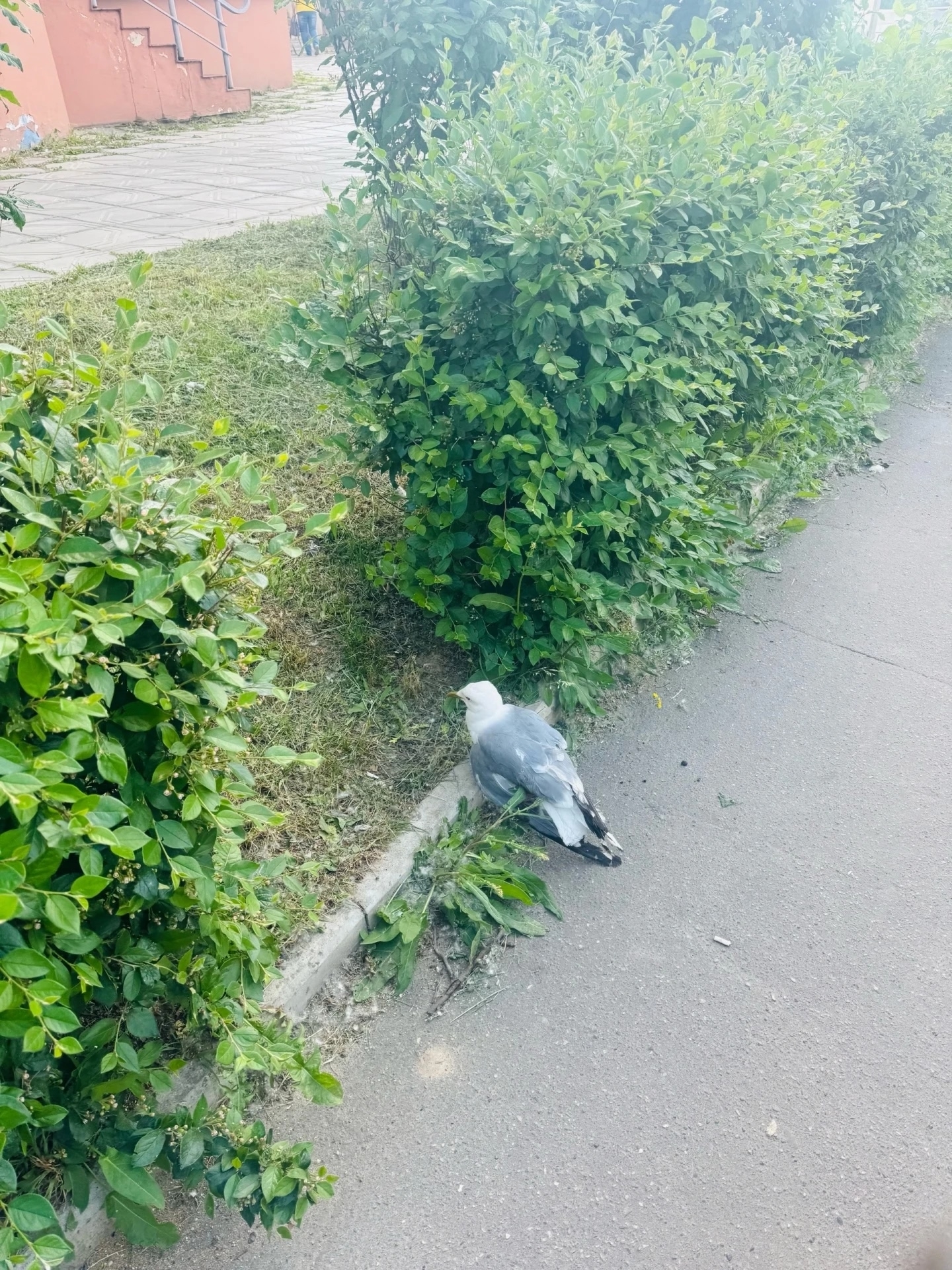 Объявление о питомце в Владимире Объявление о питомце в Владимире — фото объявления