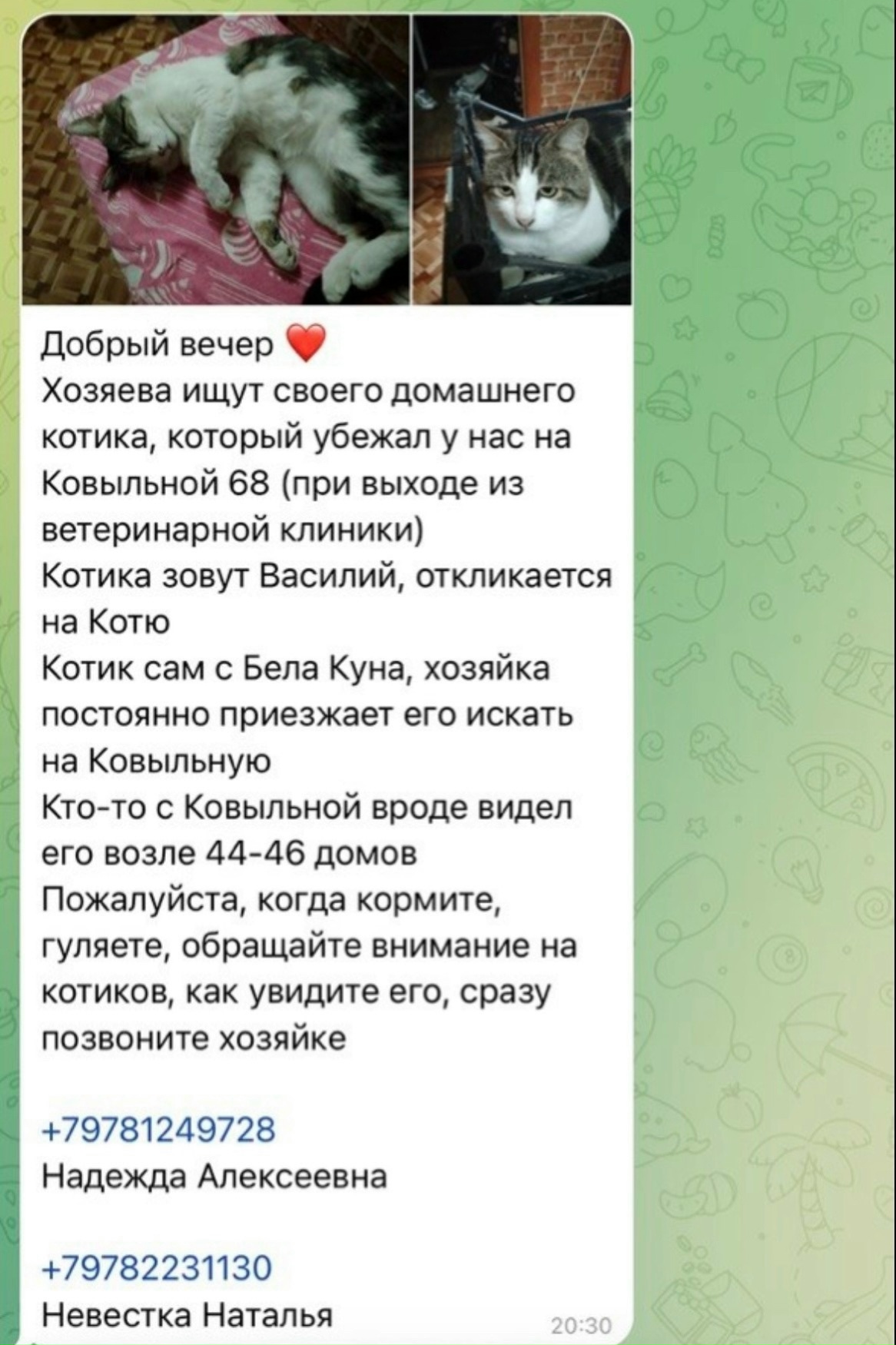 Пропала кошка в Симферополе — фото объявления