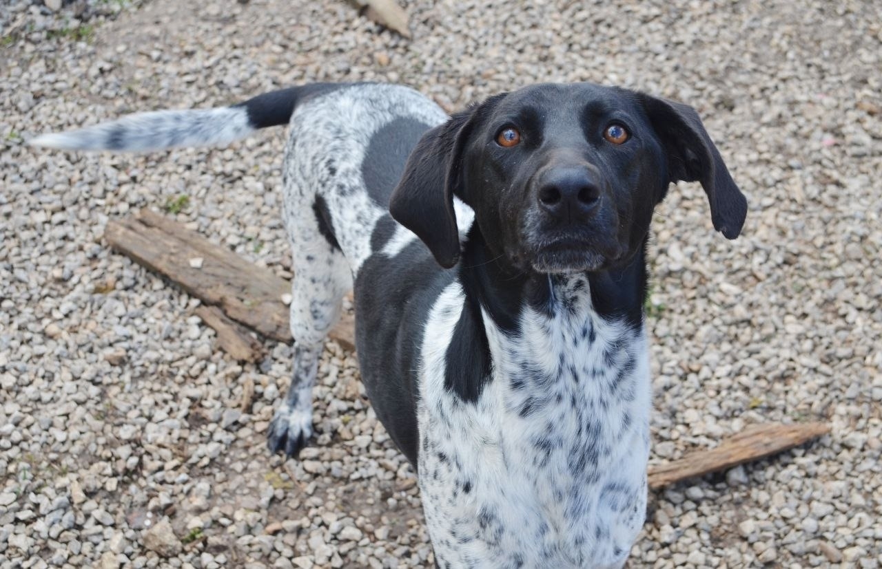 Пропала собака в Симферополе — Объявление о питомце в Симферополи