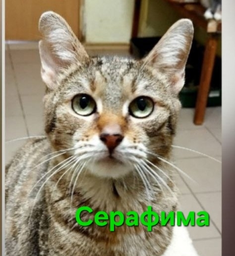 Найдена кошка в Симферополе — фото объявления