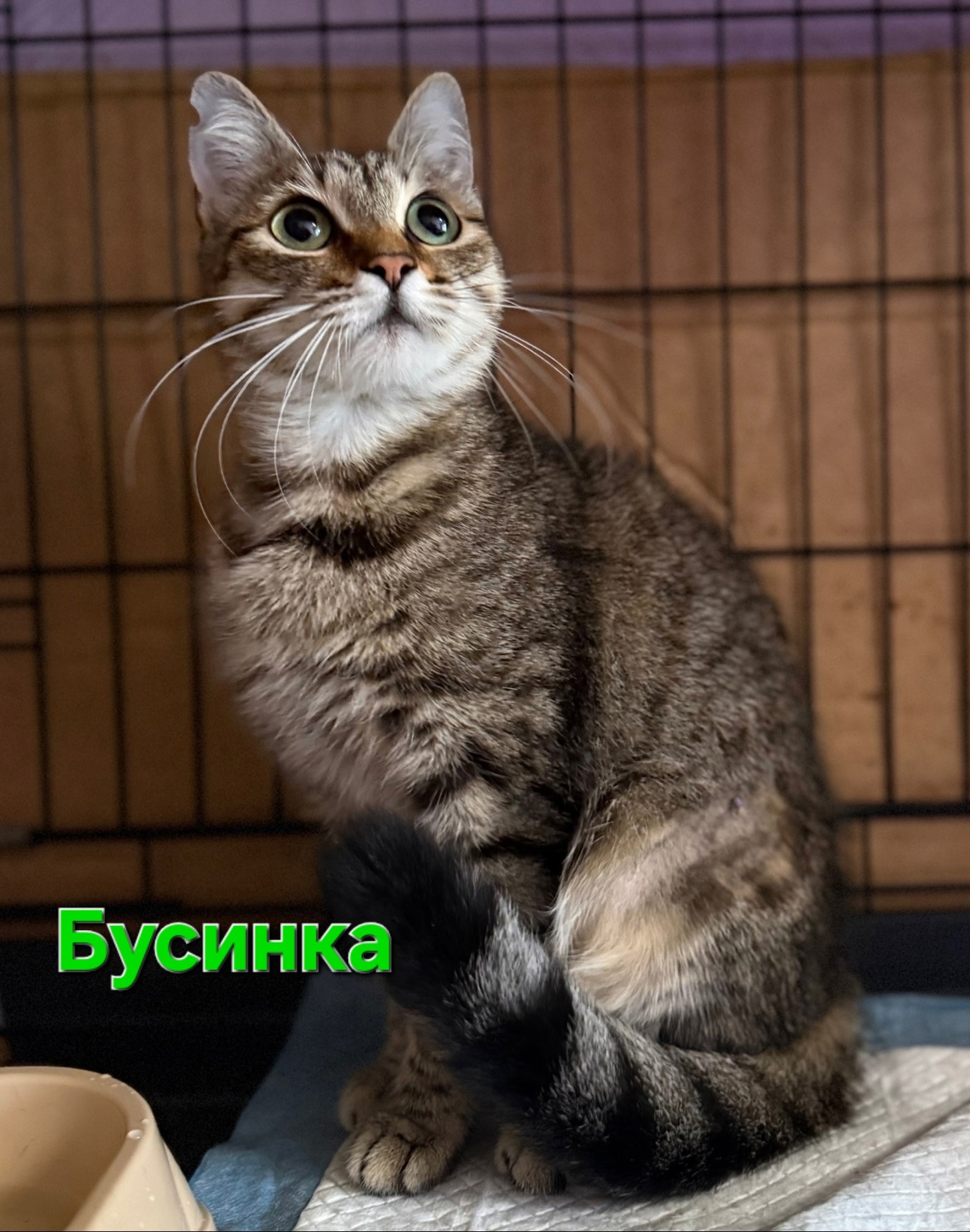Найдена кошка в Симферополе — фото объявления