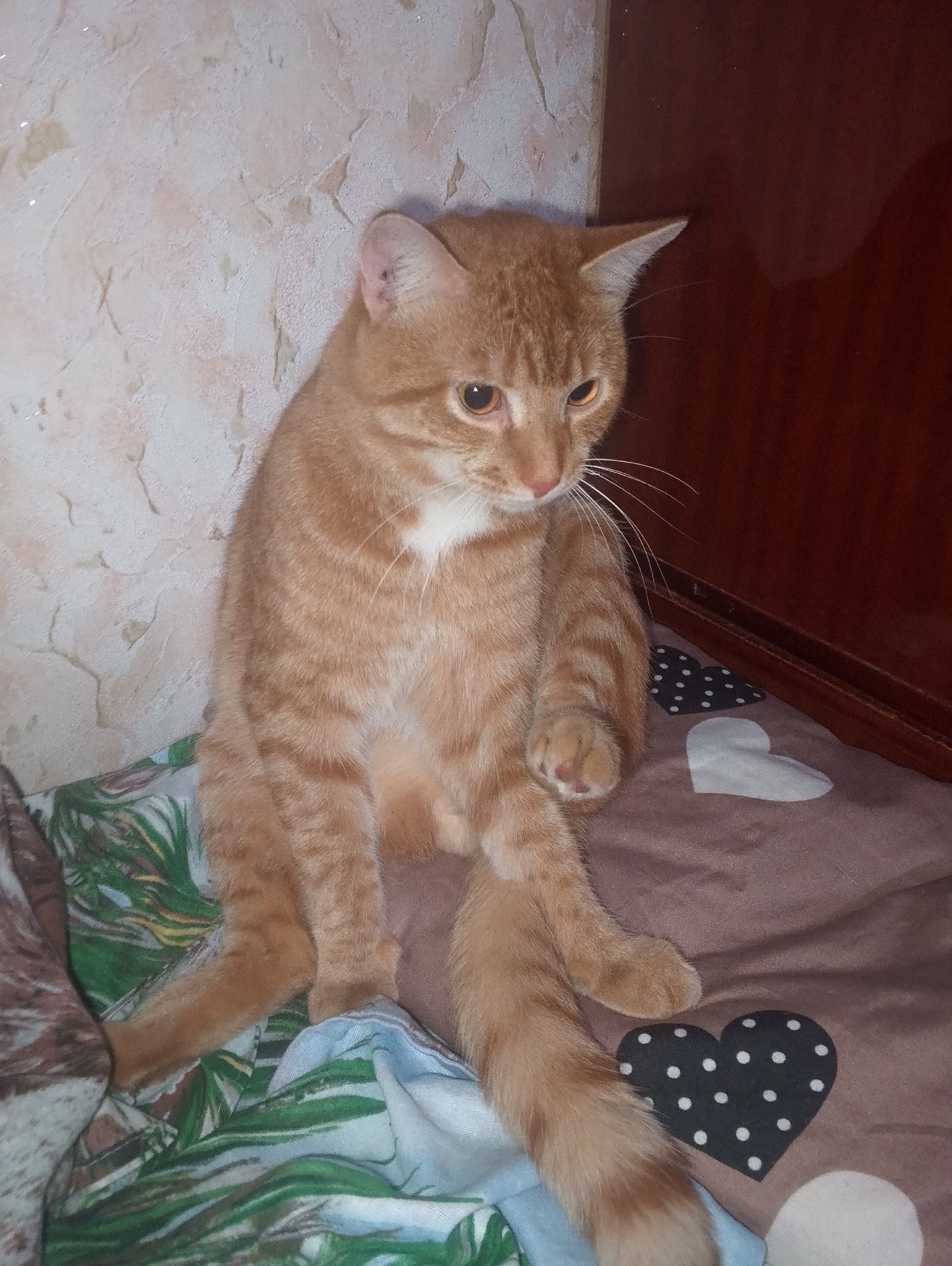 Найдена кошка в Нижнем Тагиле — фото объявления