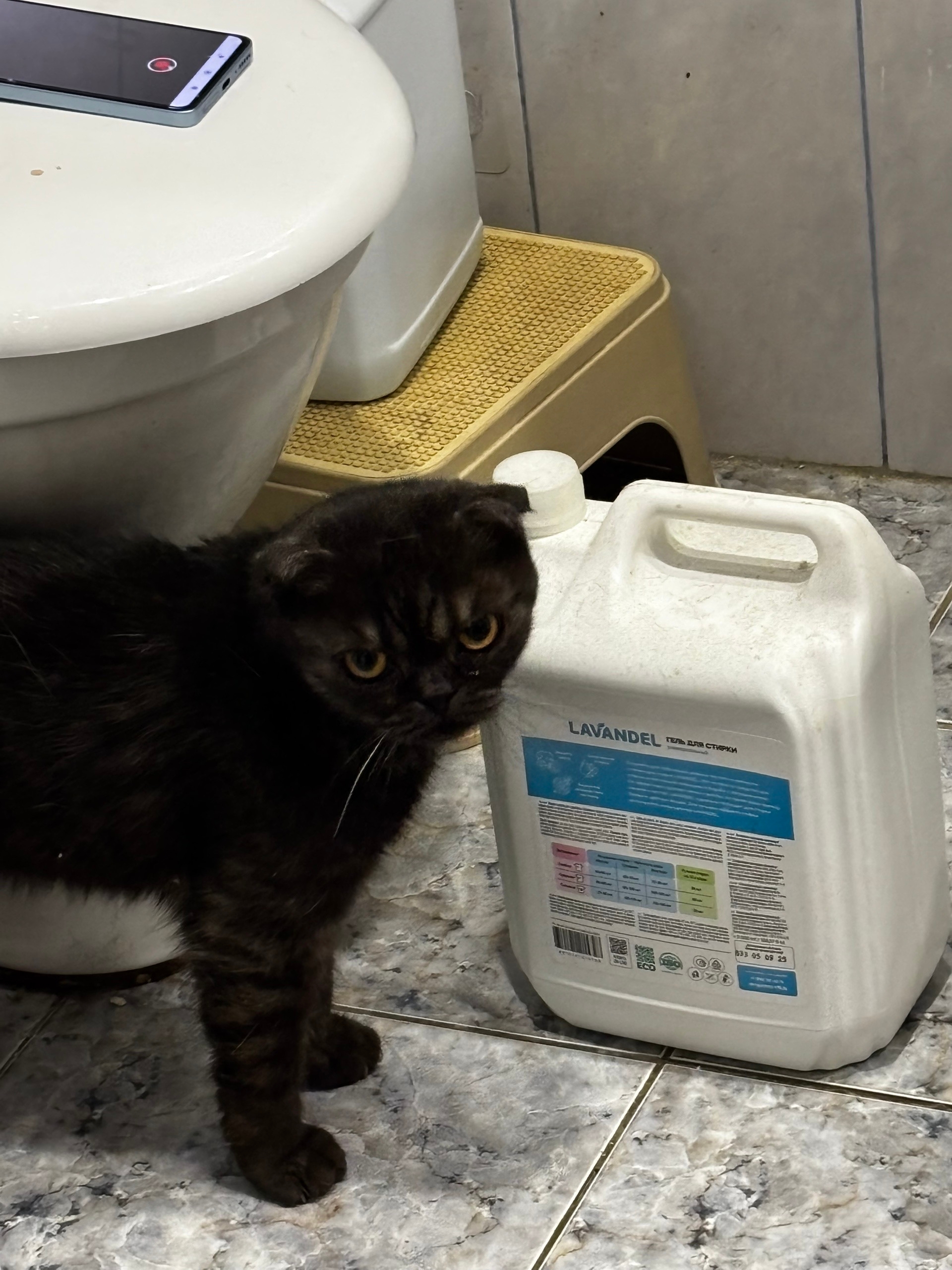 Найдена кошка в Калуге — фото объявления