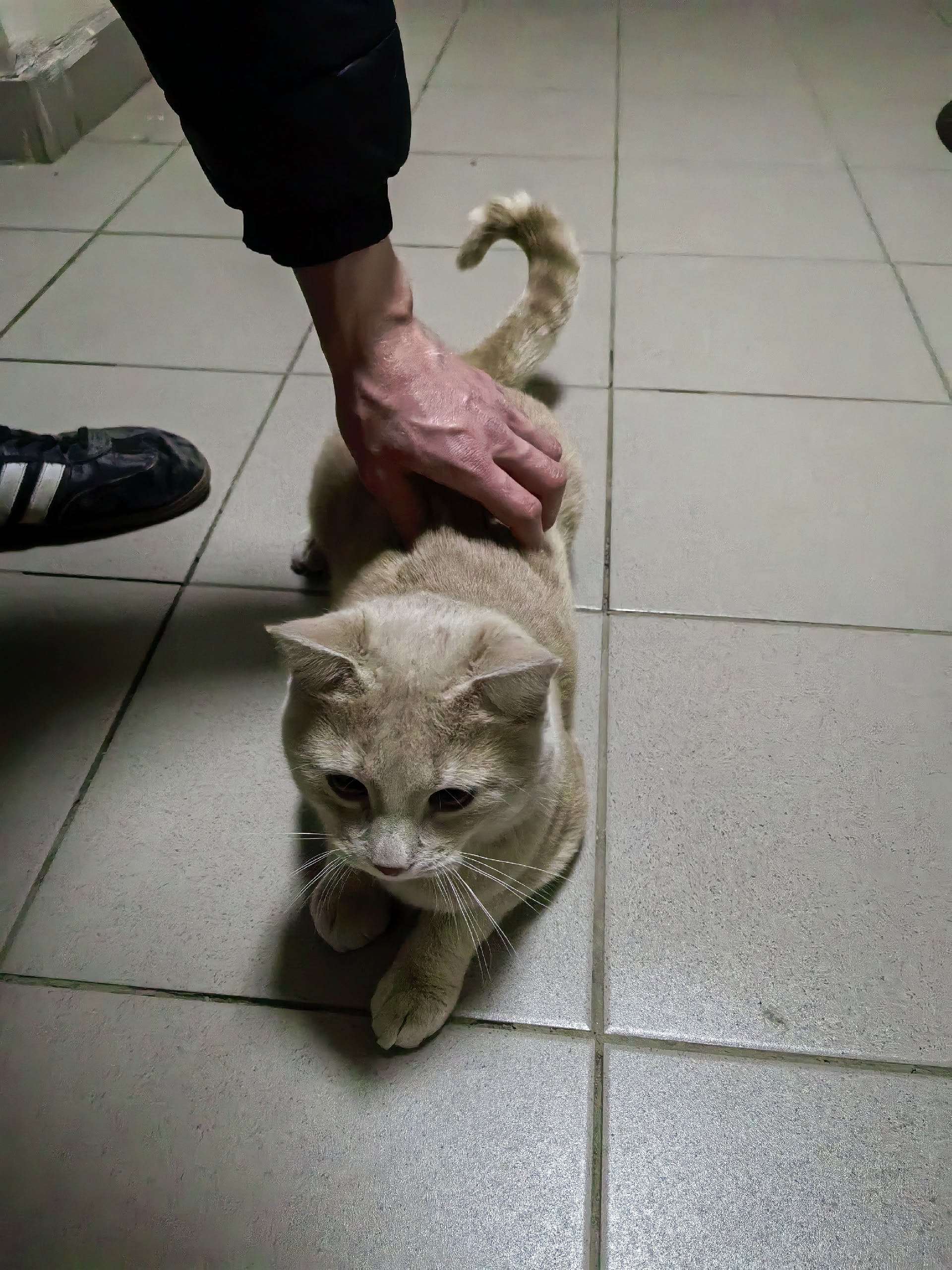 Найдена кошка в Калуге — фото объявления