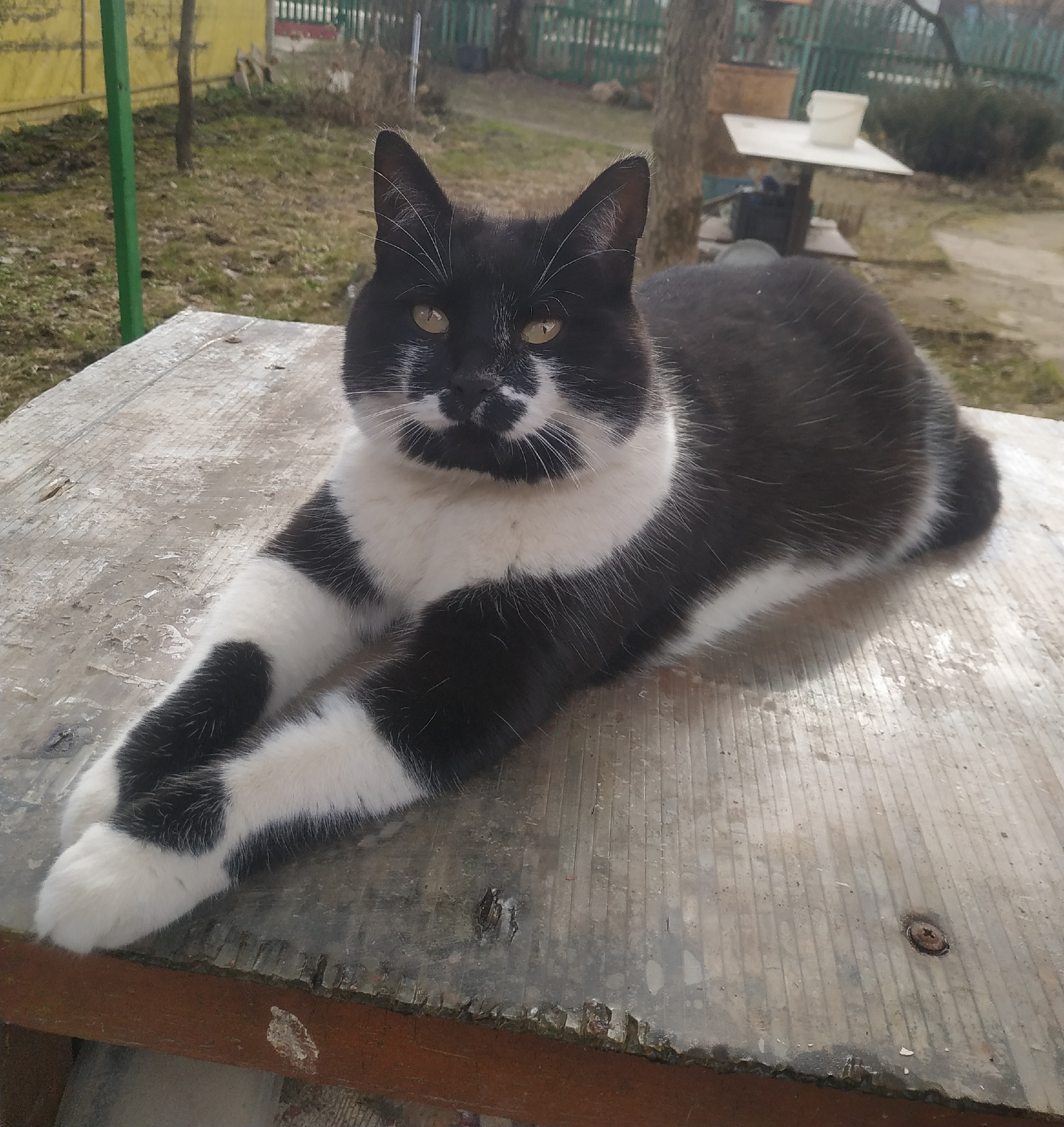 Пропала кошка в Калуге — фото объявления