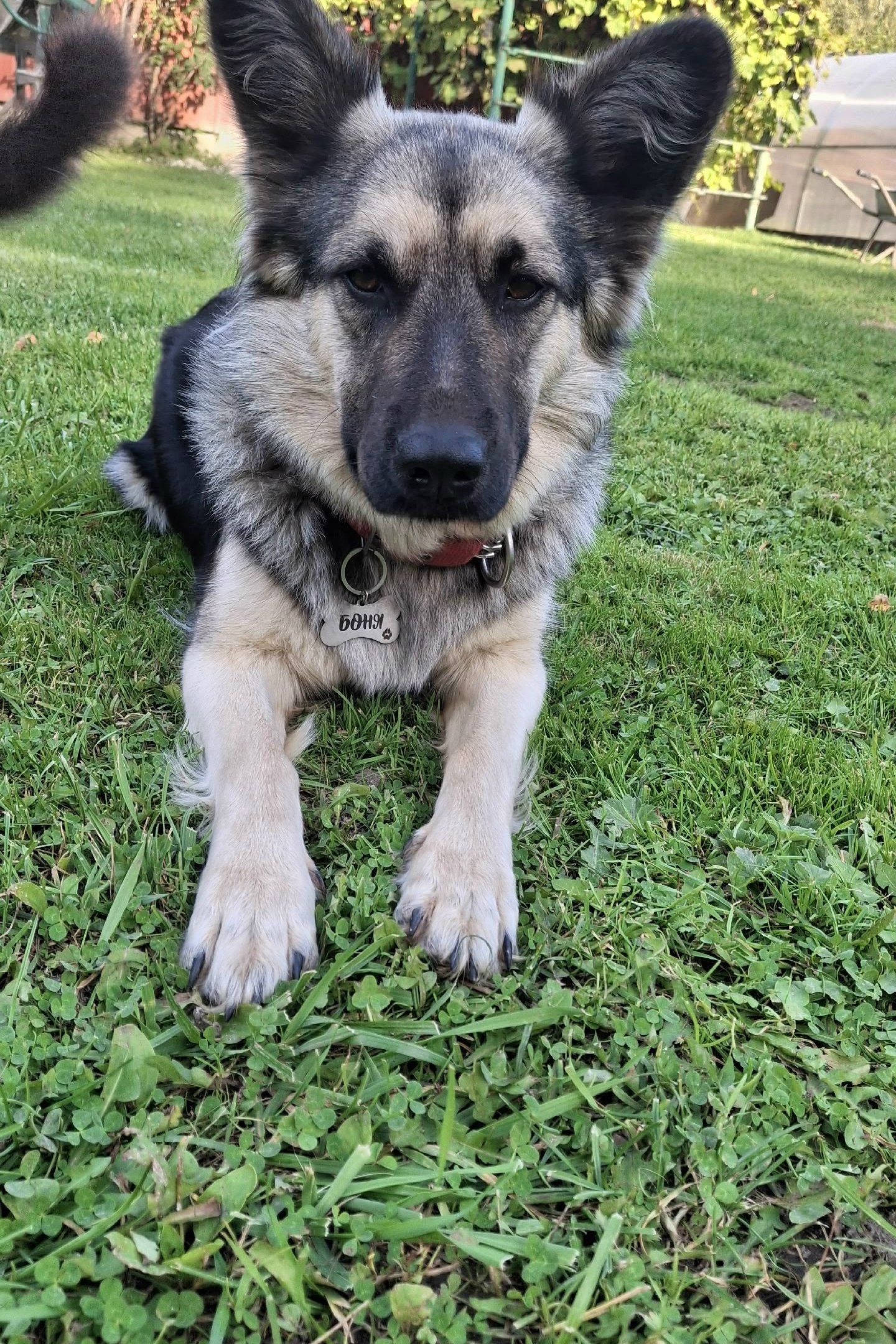 Пропала собака в Калуге — фото объявления