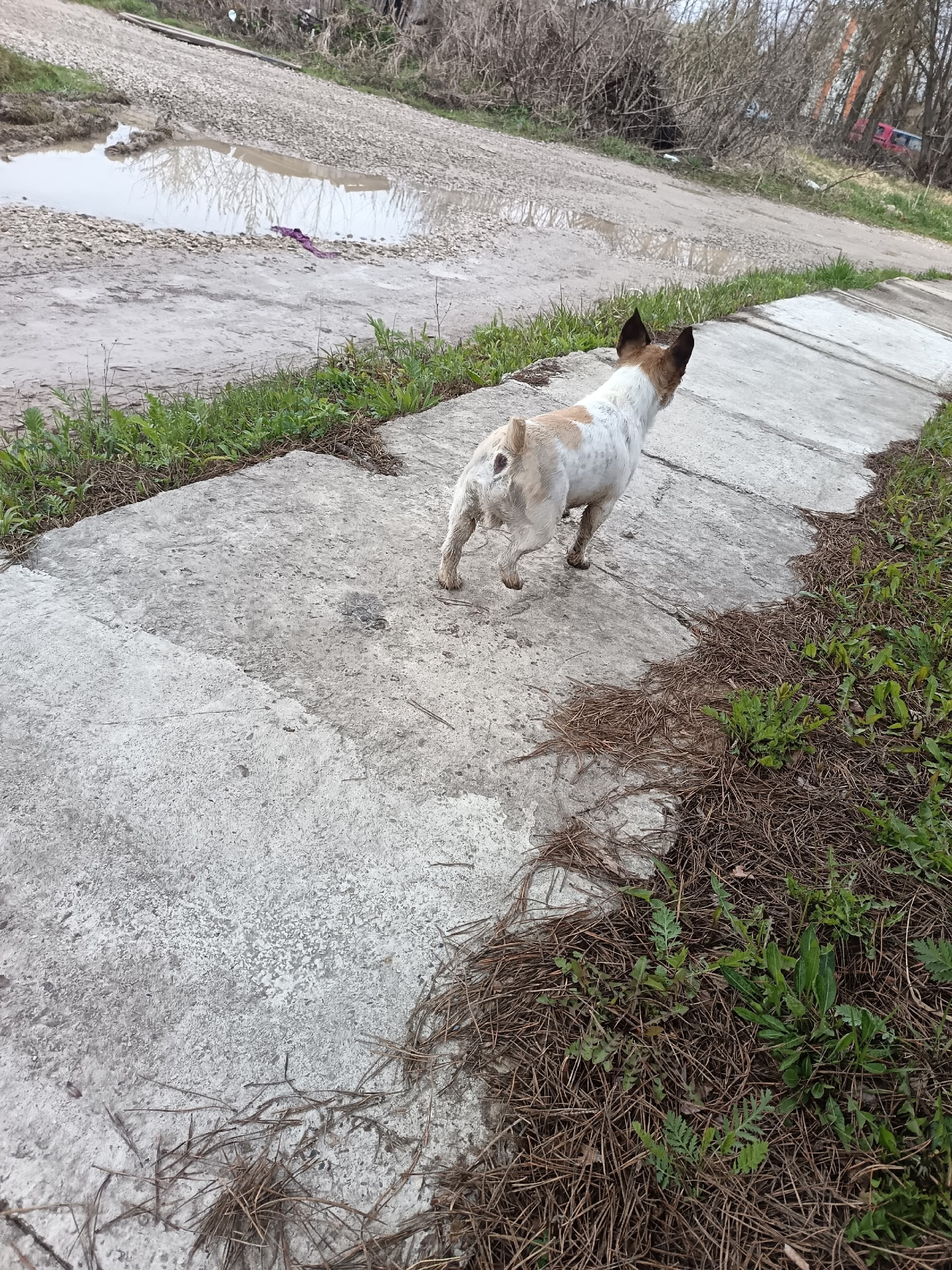 Найдена собака в Калуге — фото объявления