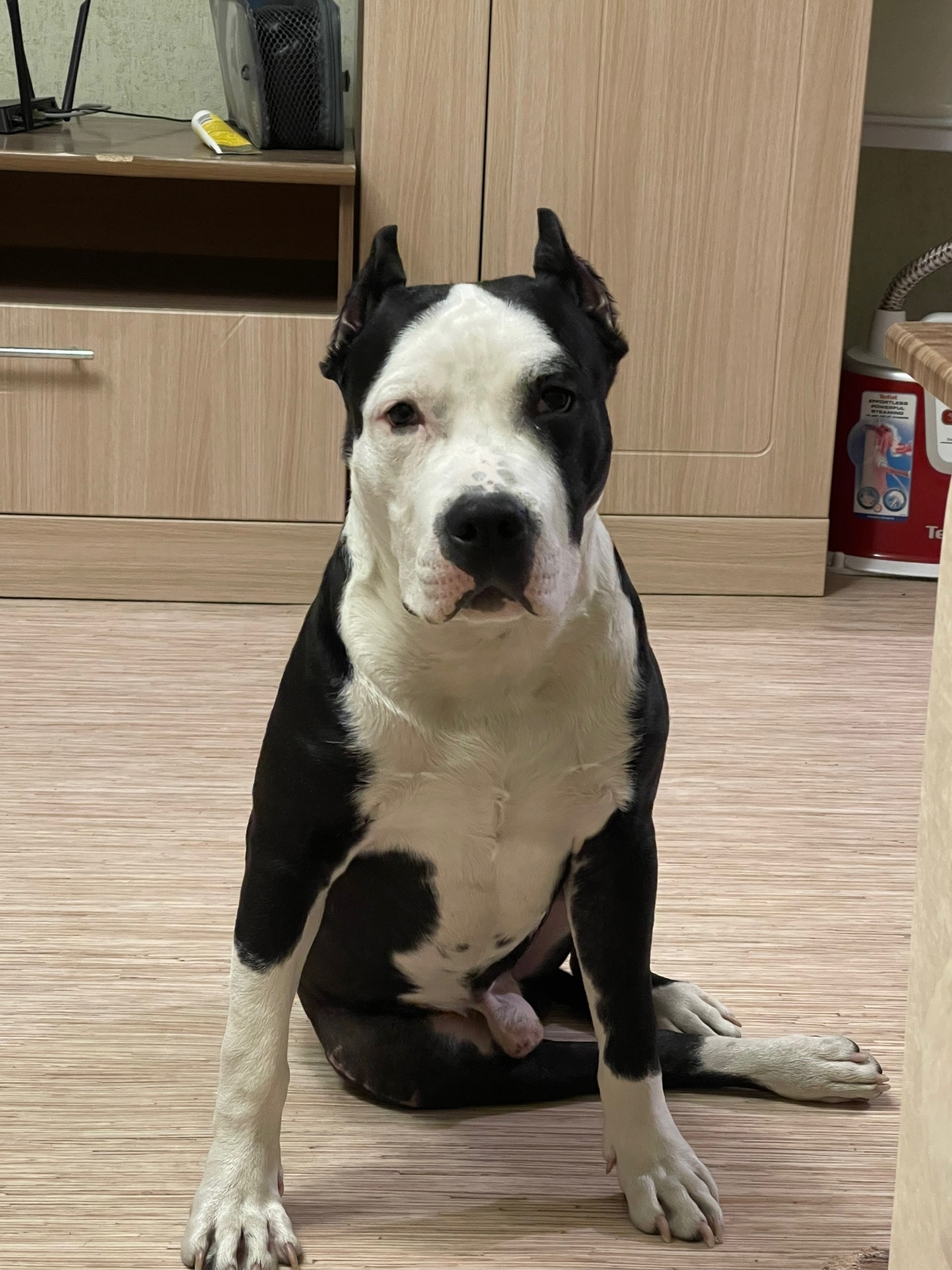 Пропала собака в Чите — фото объявления