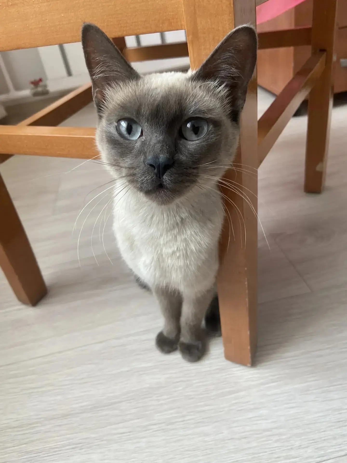 Найдена кошка в Чите — фото объявления