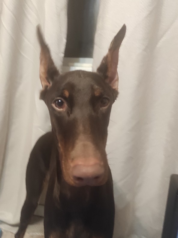 Пропала собака в Волжском — фото объявления