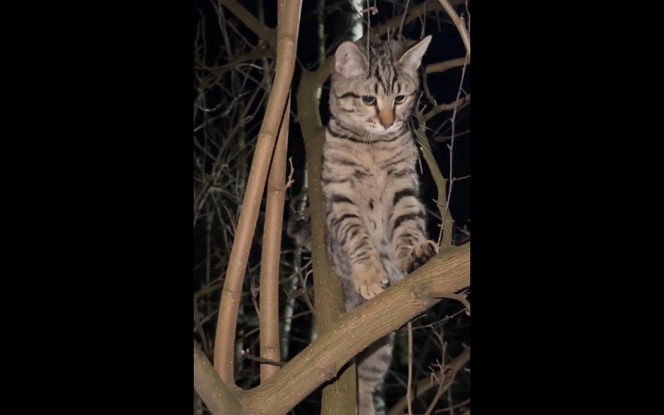 Пропала кошка в Смоленске — фото объявления