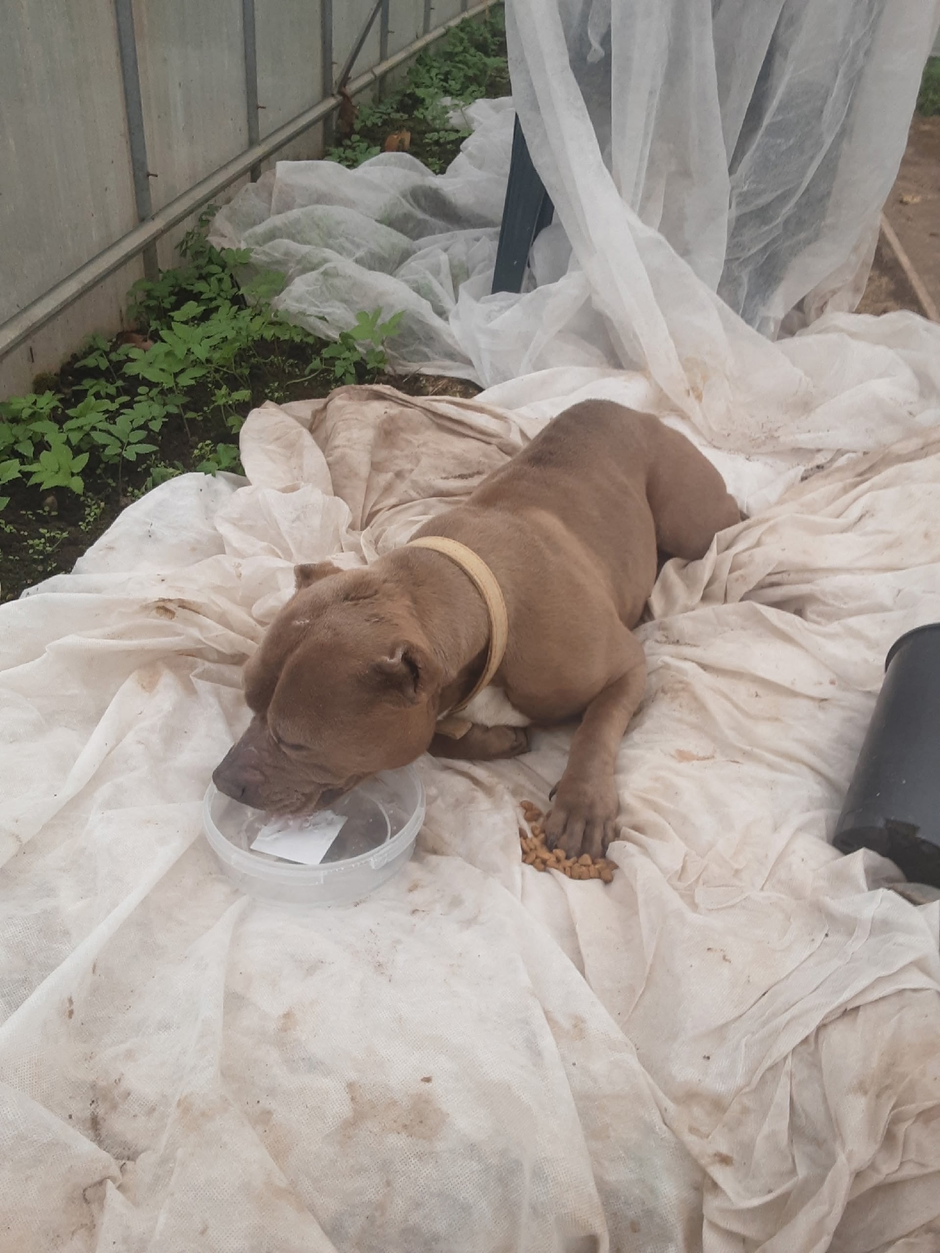 Найдена собака в Смоленске — фото объявления