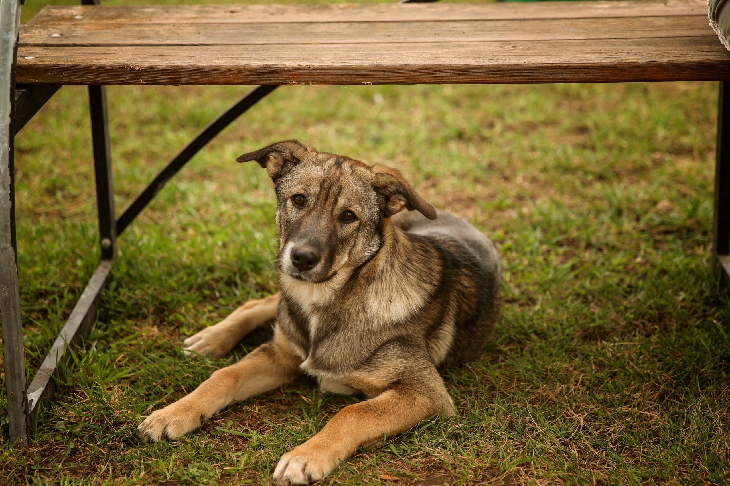 Найдена собака в Смоленске — фото объявления