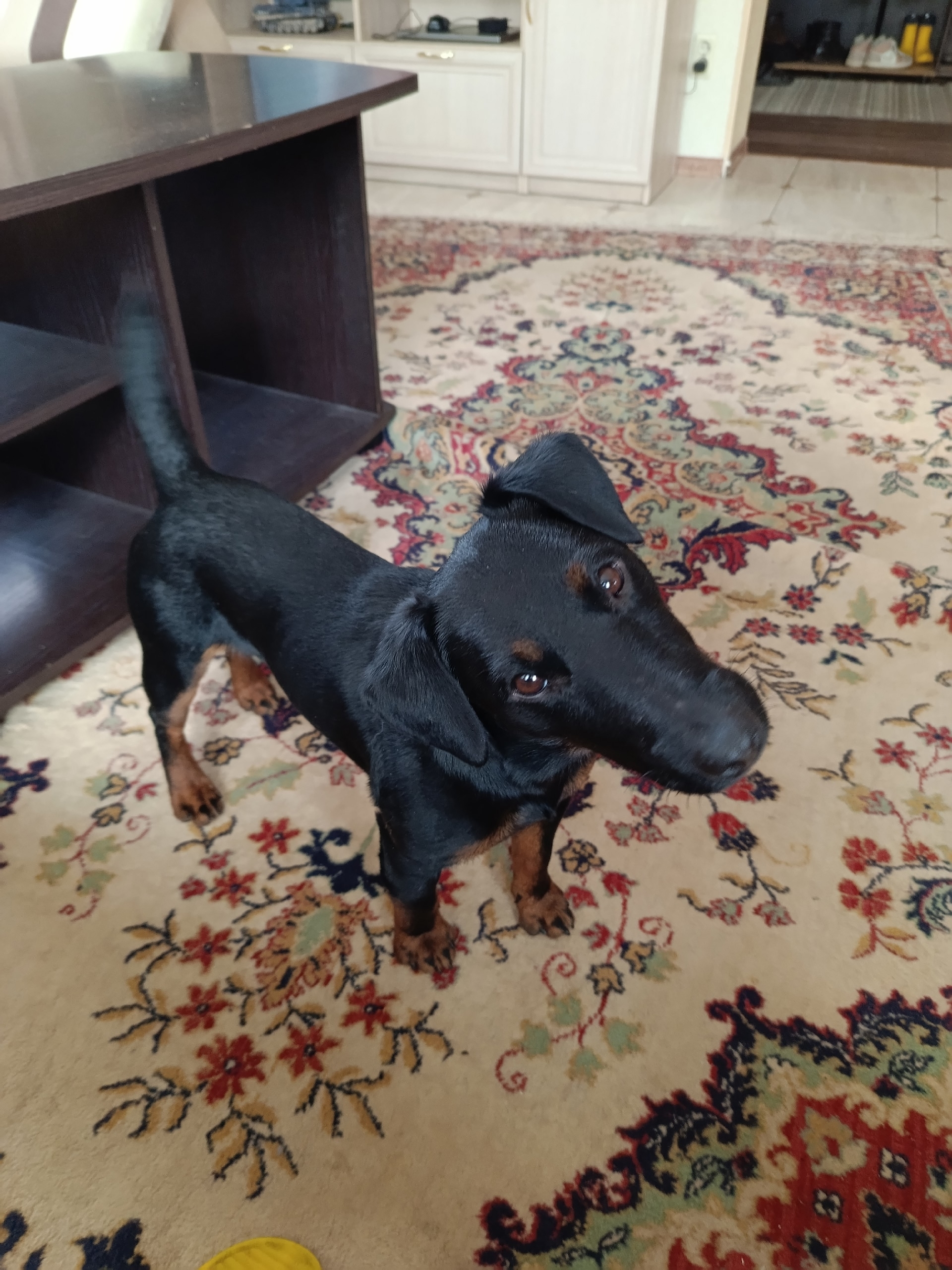 Пропала собака в Смоленске — фото объявления