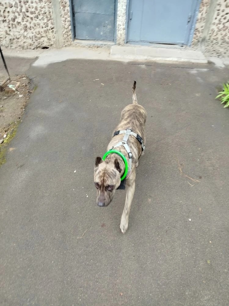 Найдена собака в Смоленске — фото объявления