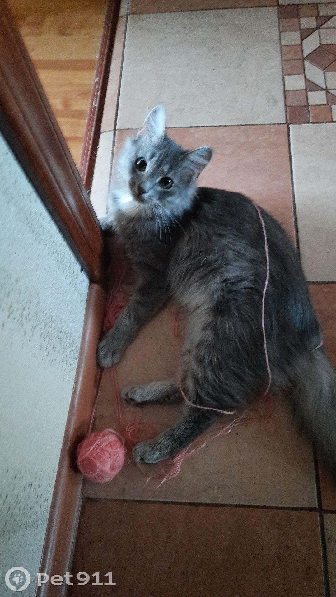 Найдена кошка в Смоленске — фото объявления