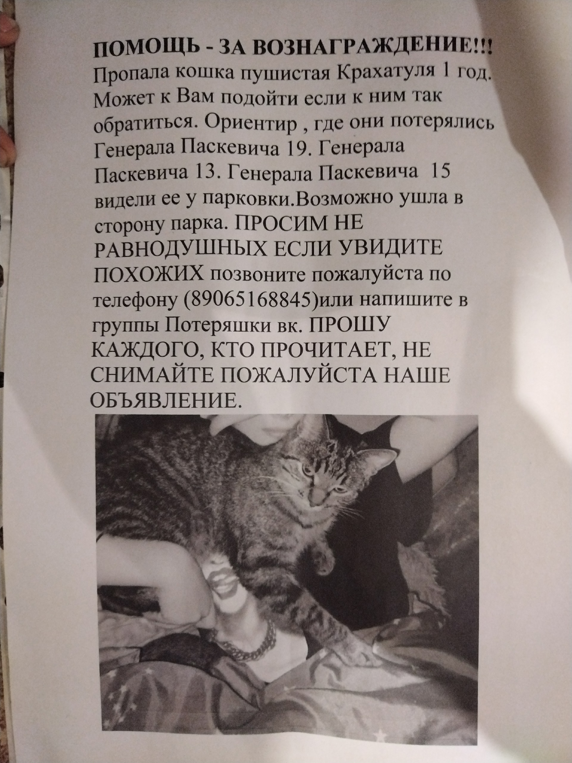 Объявление о питомце в Смоленске — фото объявления