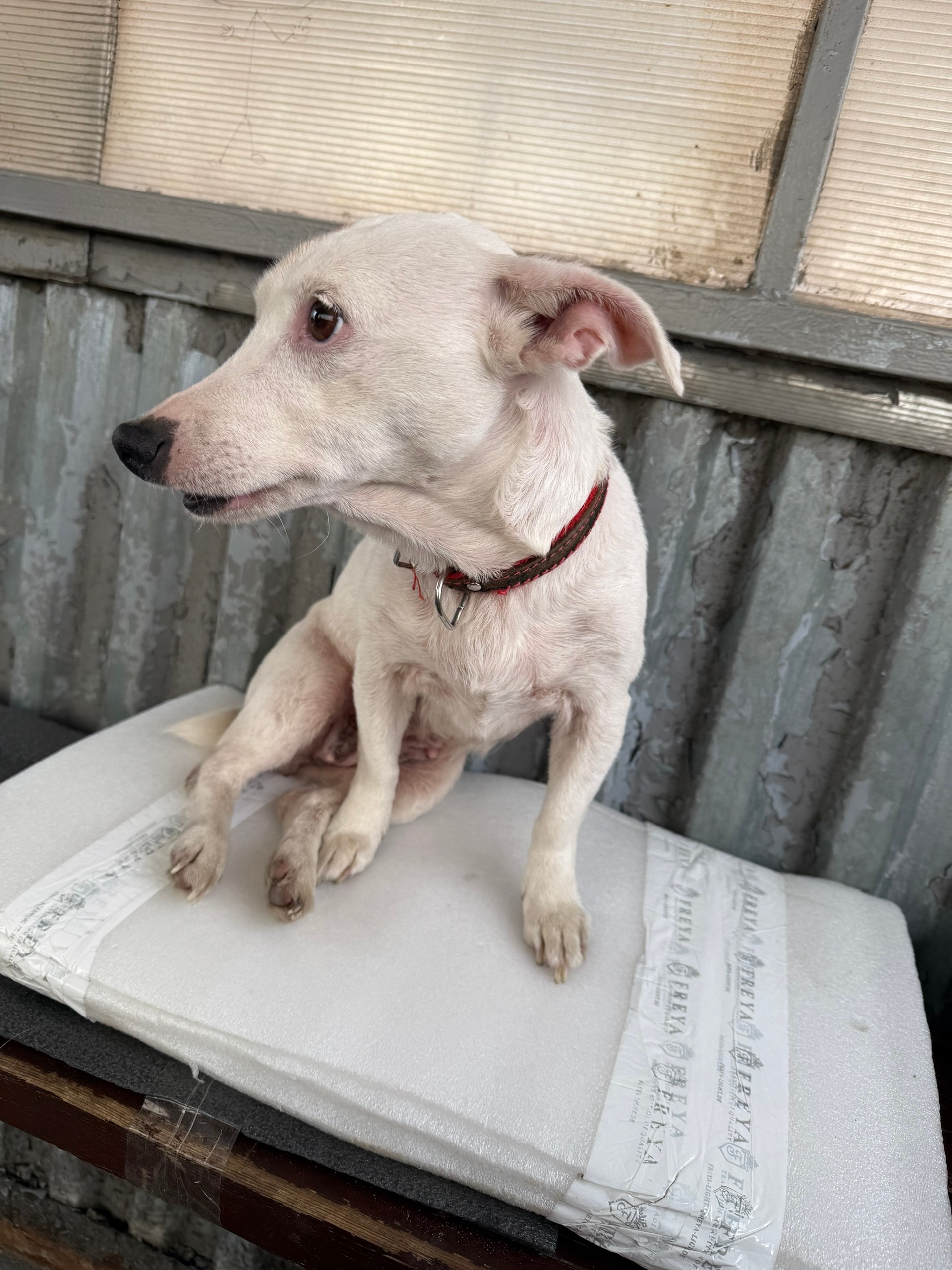 Пропала собака в Подольске — фото объявления