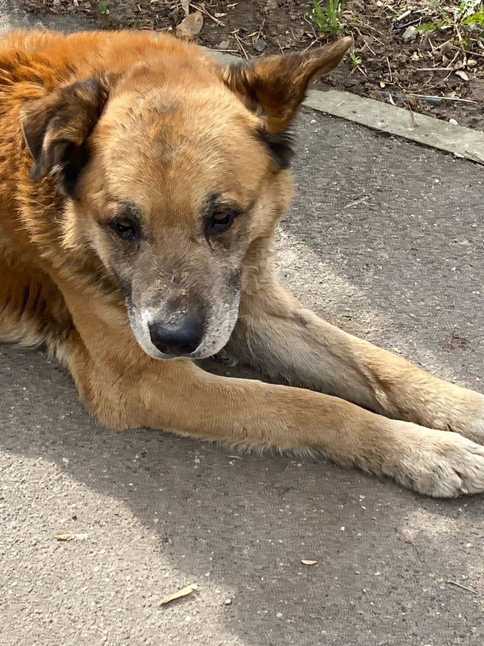 Пропала собака в Подольске — фото объявления