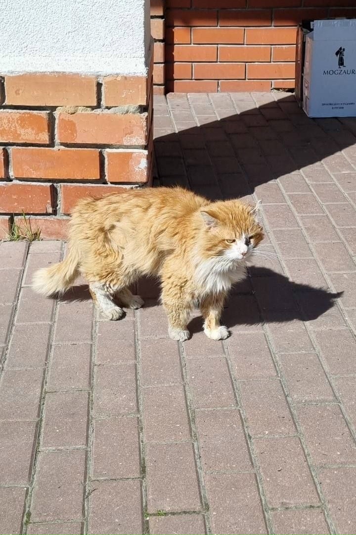 Пропала кошка в Подольске — фото объявления
