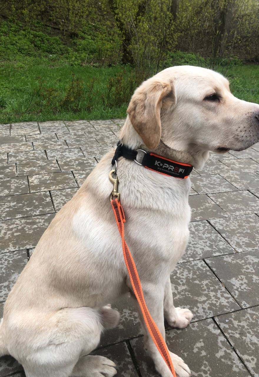 Найдена собака в Подольске — фото объявления