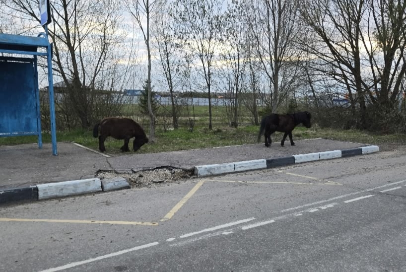 Объявление о питомце в Подольске — фото объявления