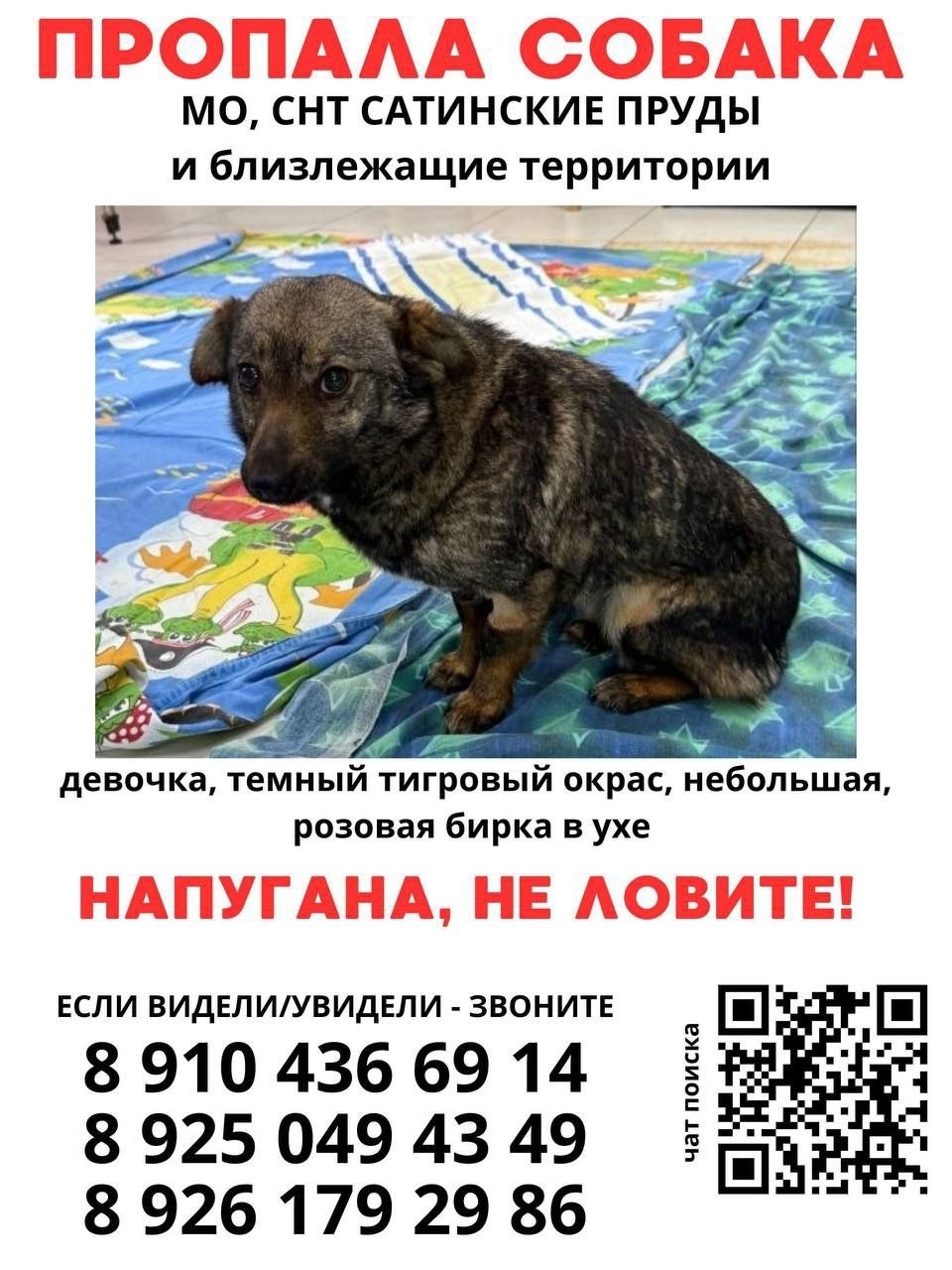 Найдена собака в Подольске — фото объявления