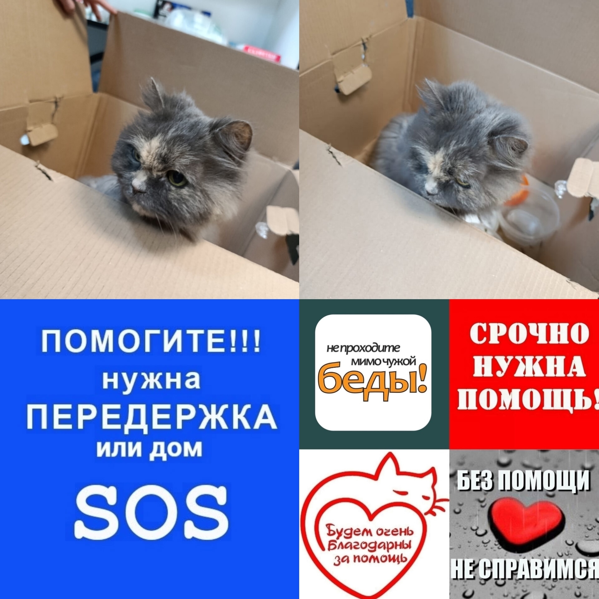 Найдена собака в Подольске — фото объявления