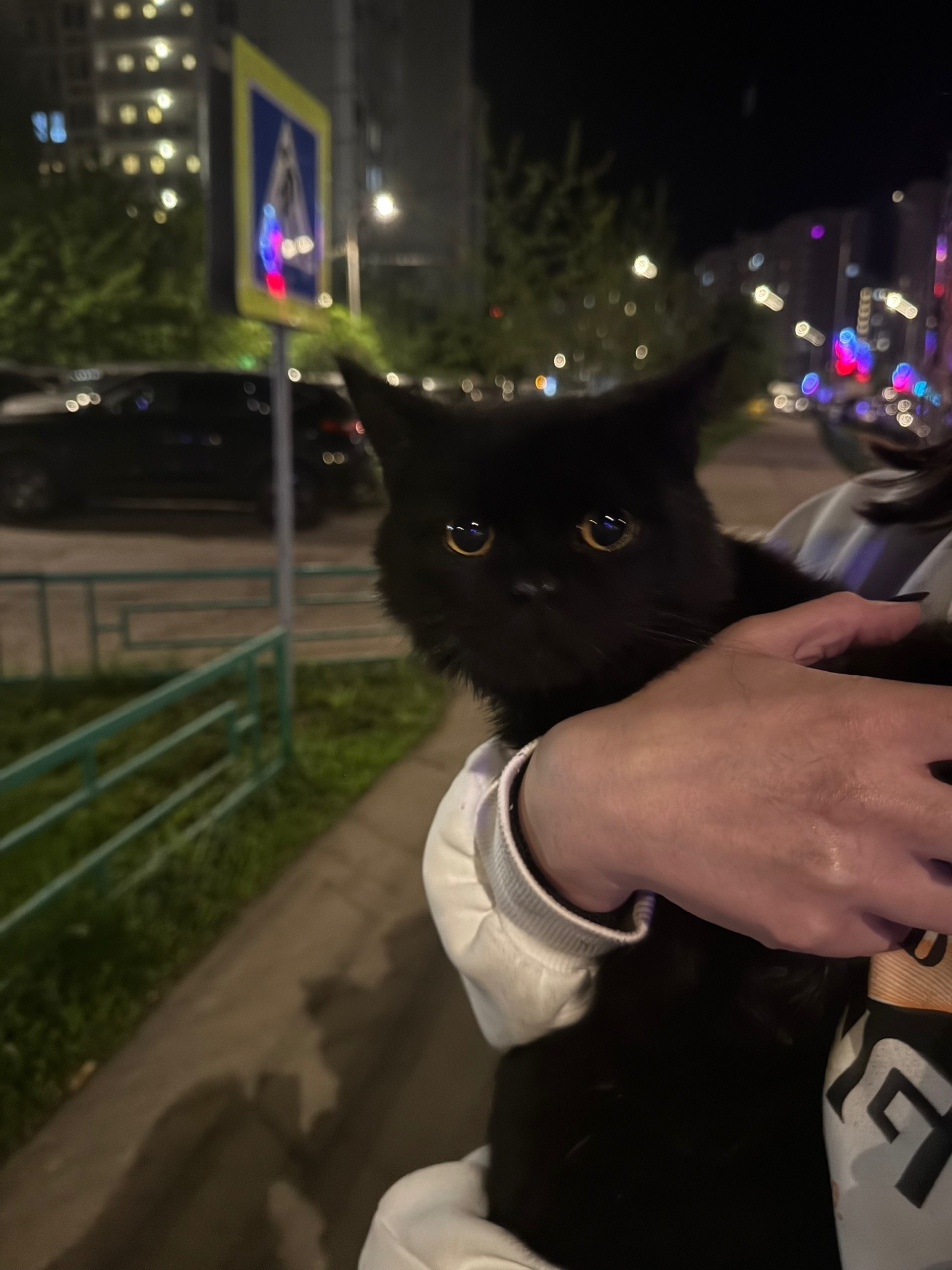 Найдена кошка в Подольске — фото объявления