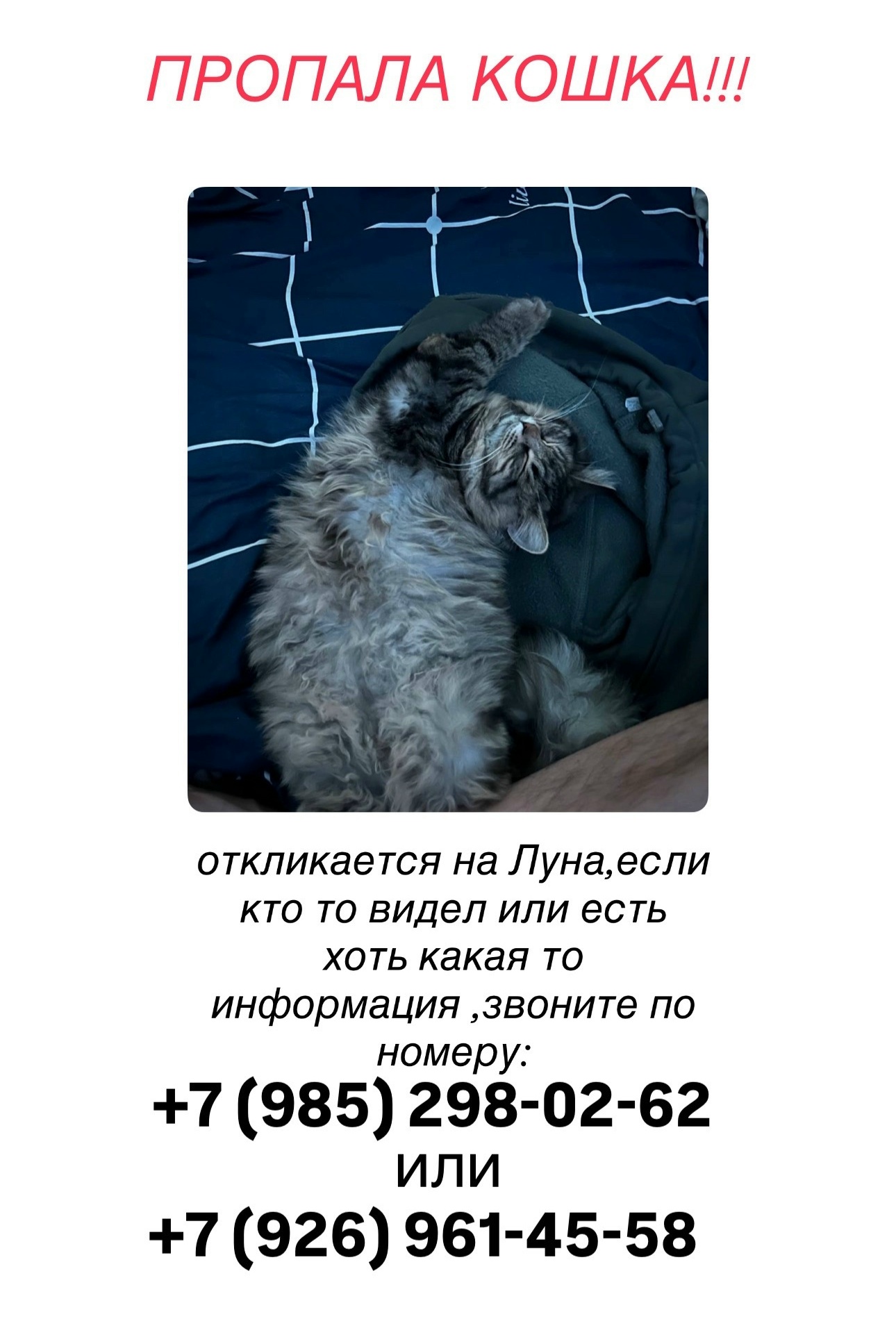 Найдена кошка в Подольске — фото объявления