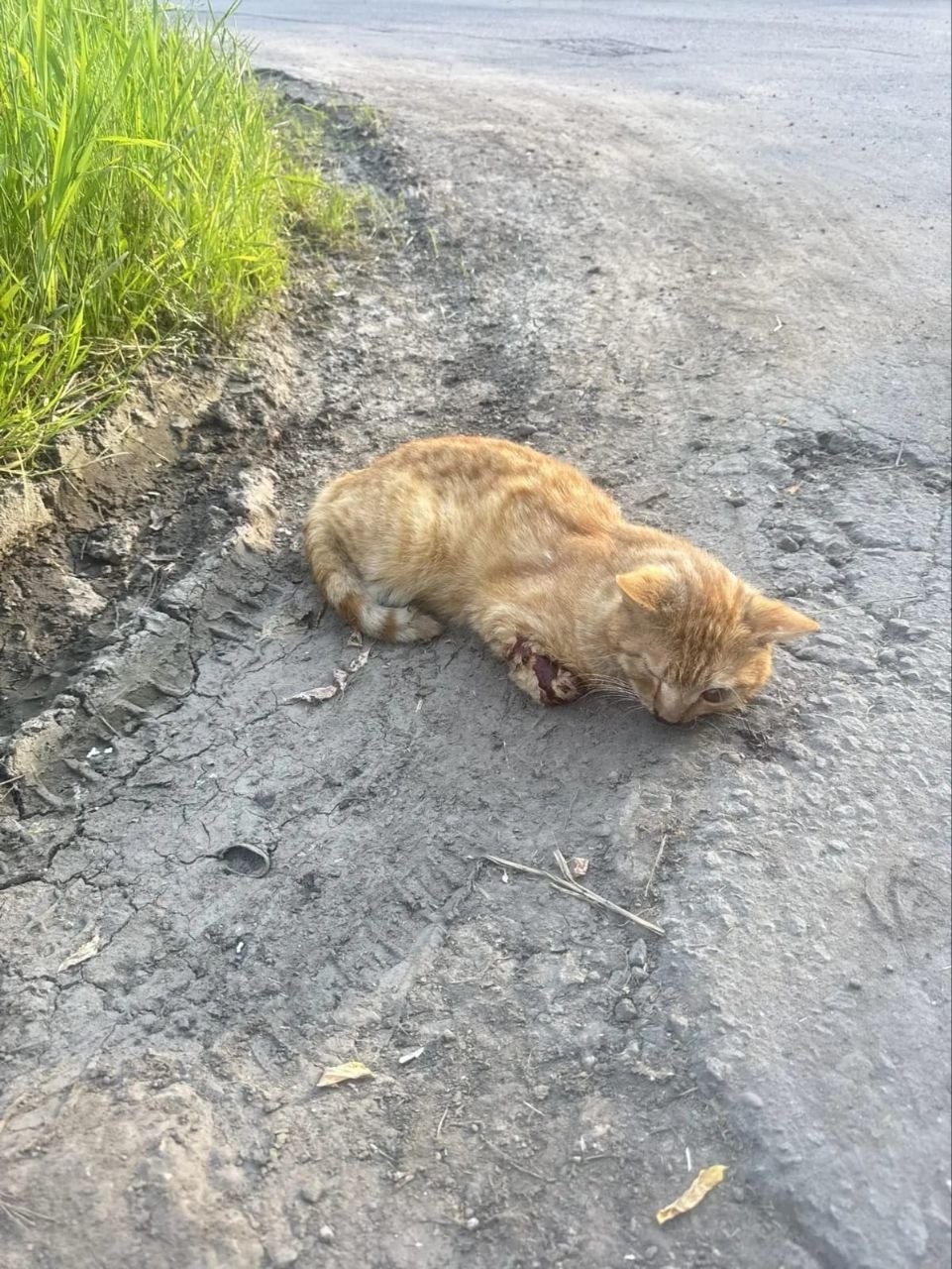 Найдена кошка в Подольске — фото объявления