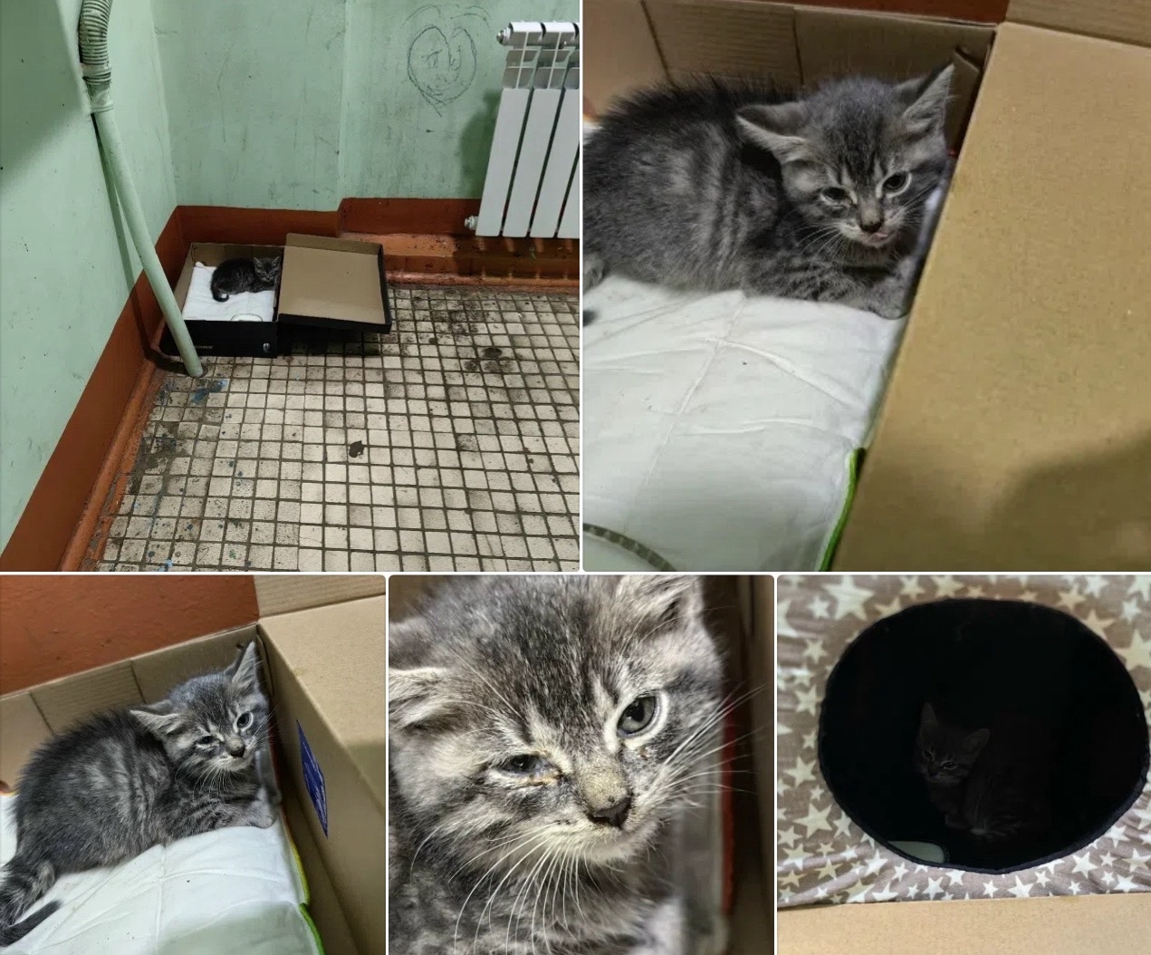Найдена кошка в Подольске — фото объявления