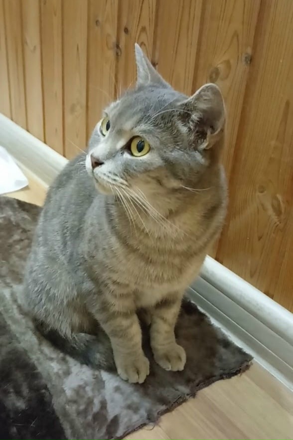 Пропала кошка в Саранске — фото объявления