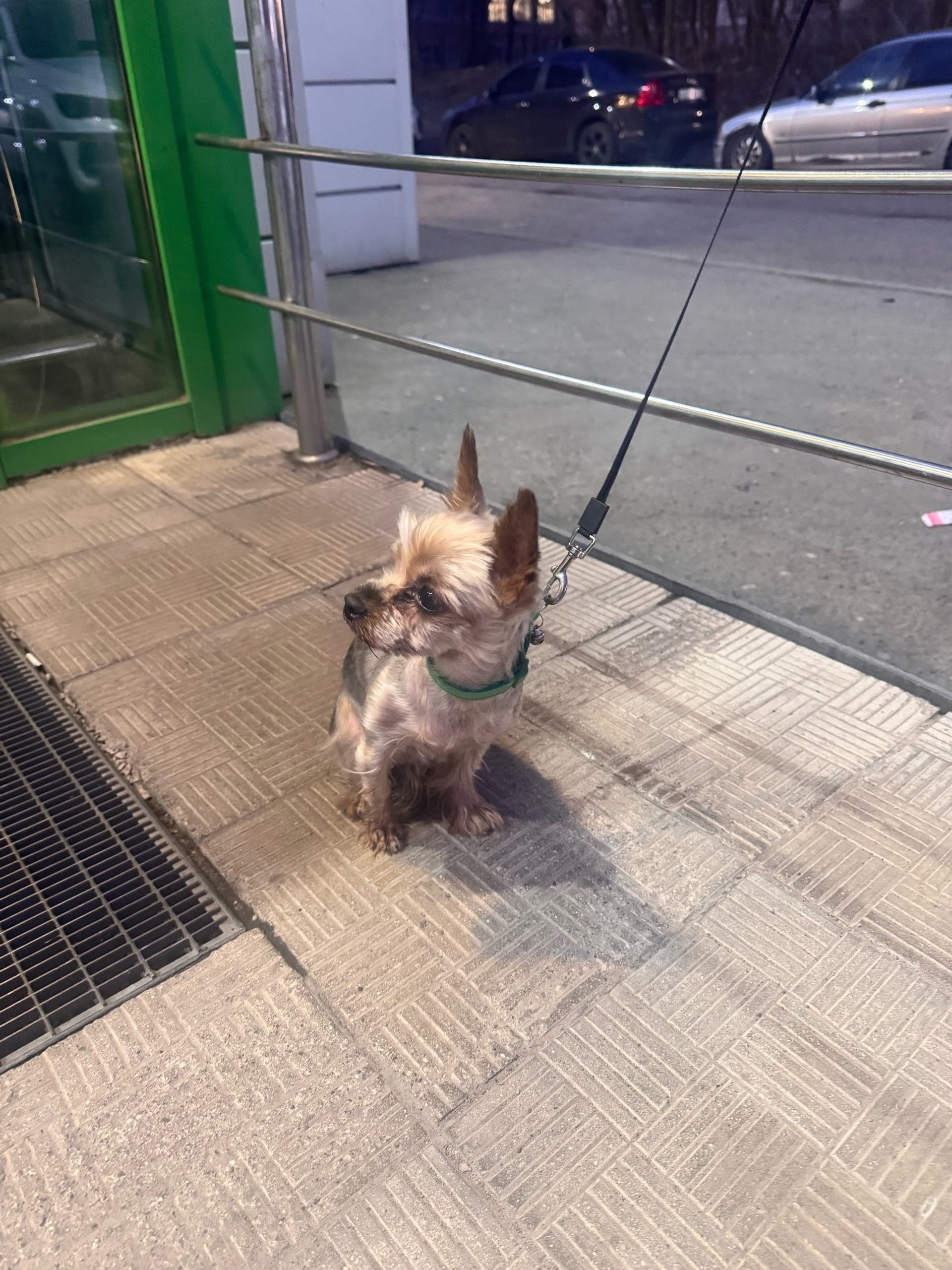 Найдена собака в Вологде — фото объявления