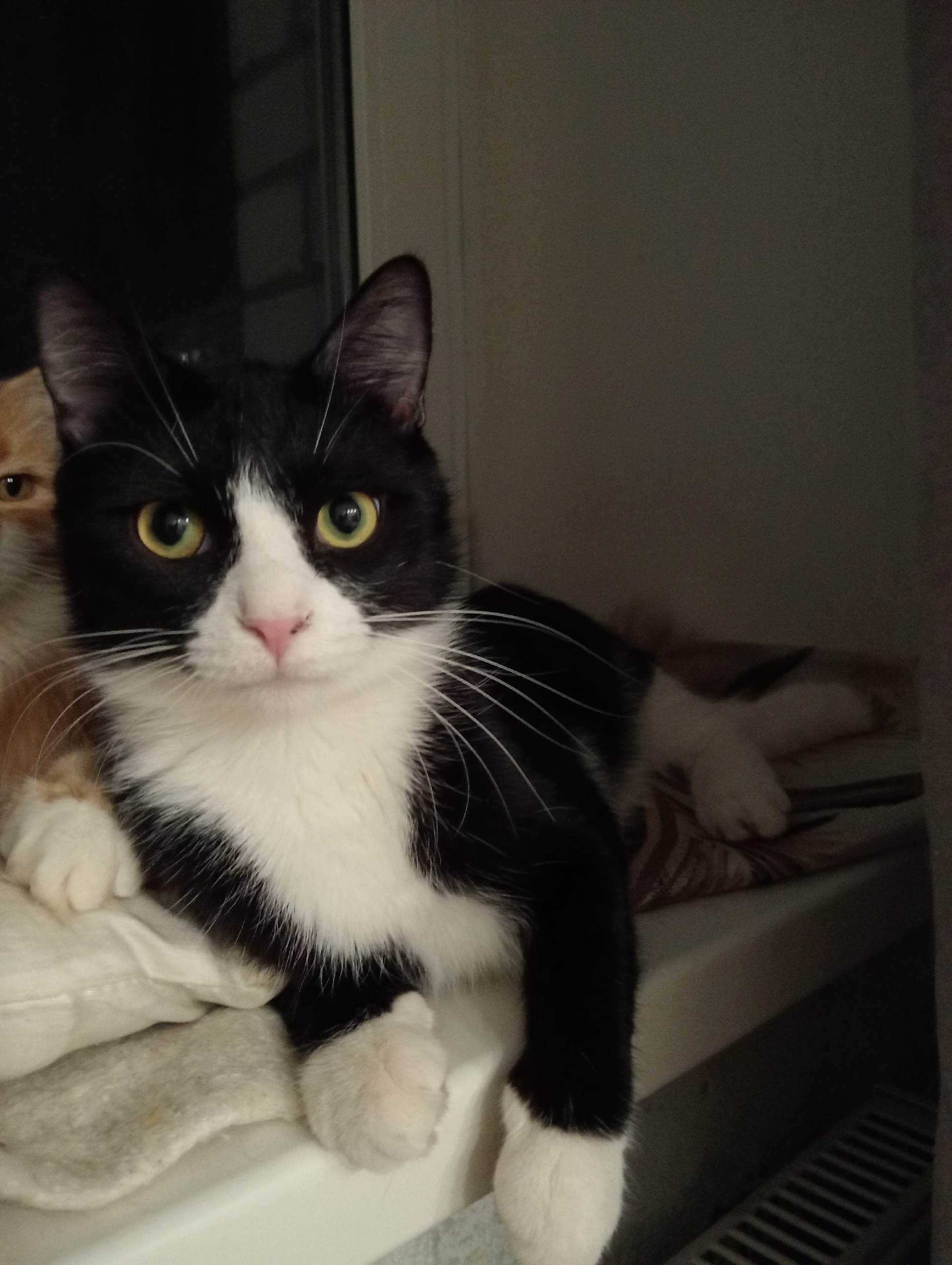 Найдена кошка в Вологде — фото объявления