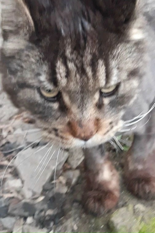 Найдена кошка в Кургане — фото объявления