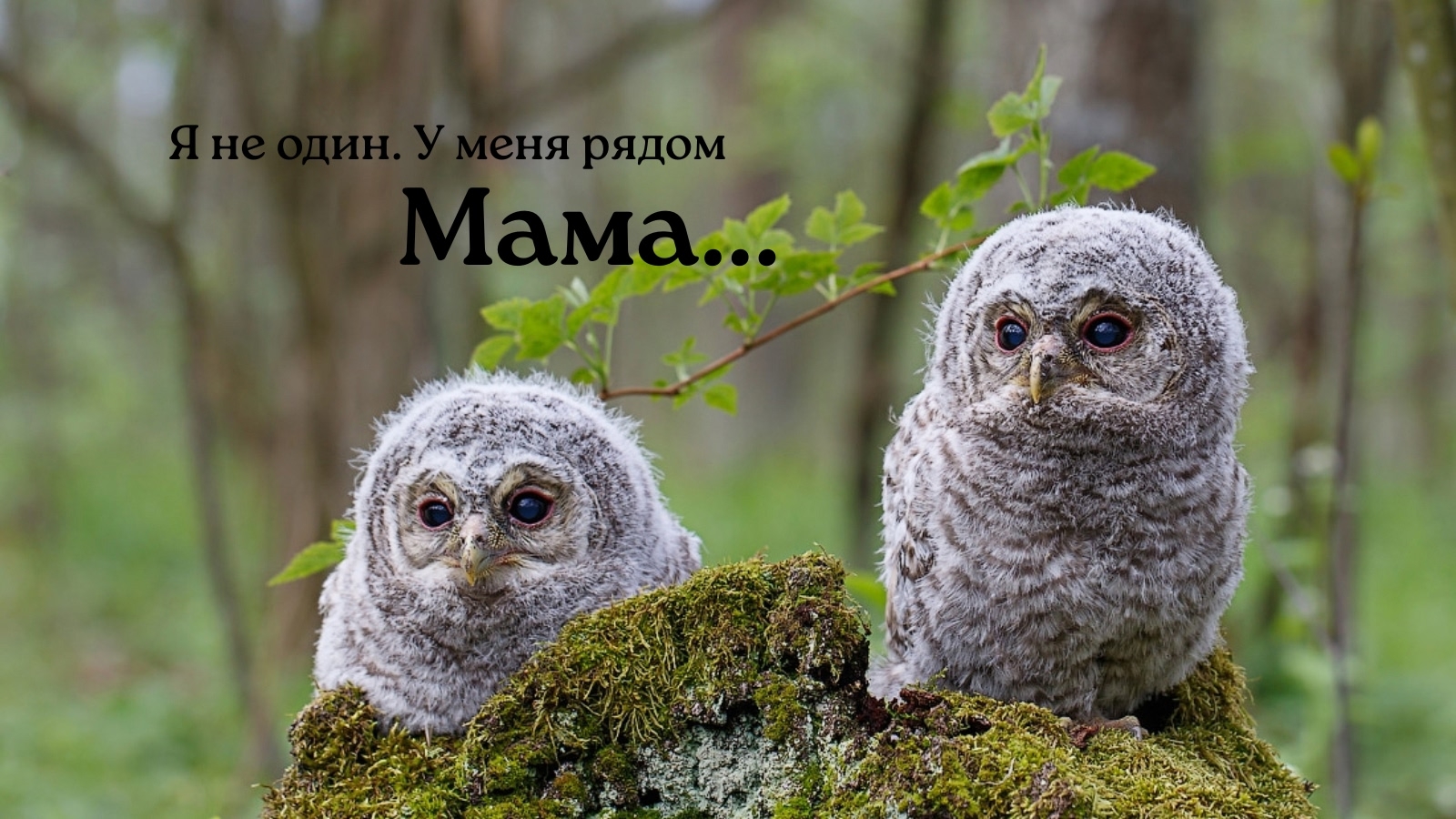 Найдена собака в Другие города