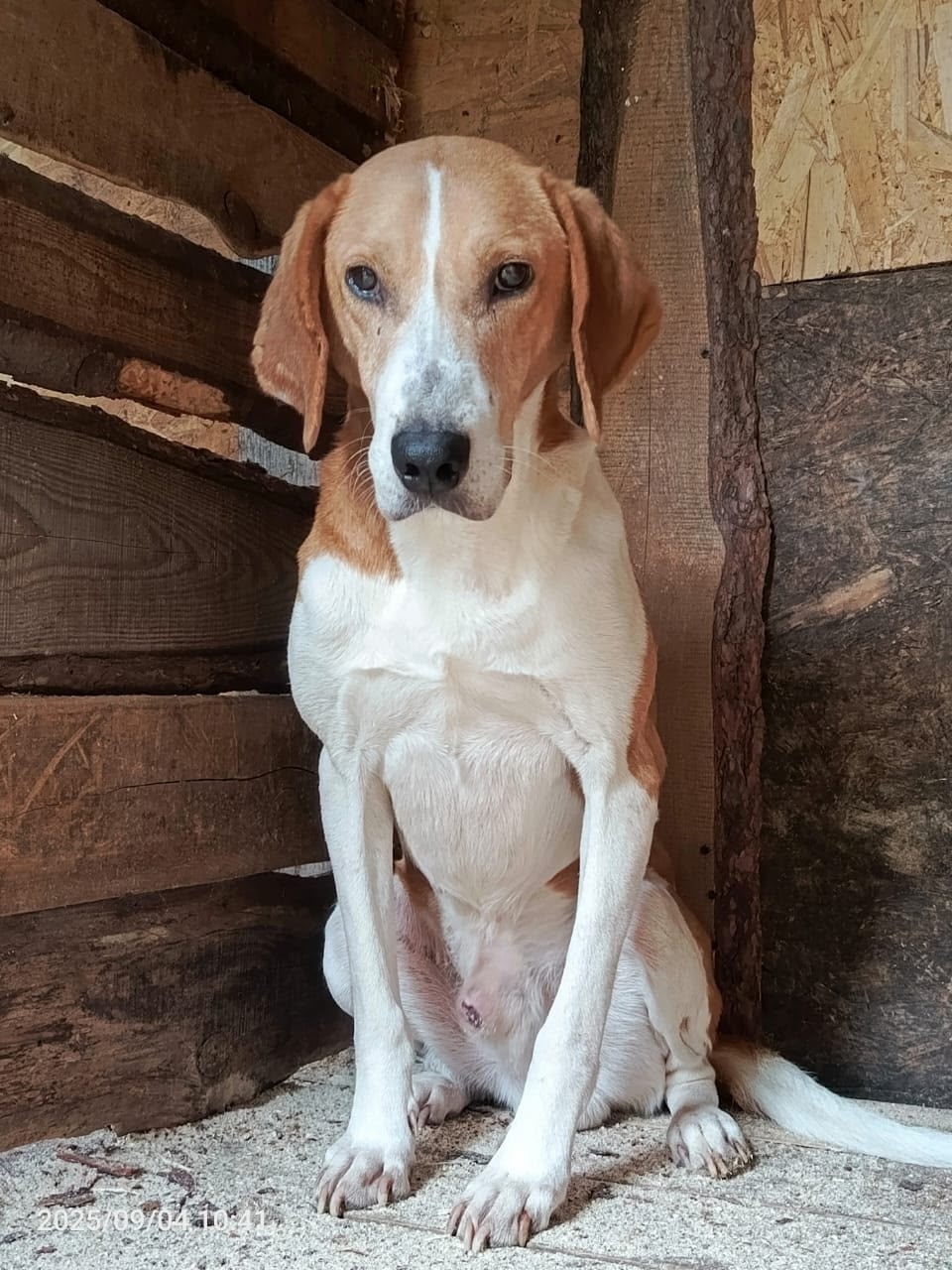 Объявление о питомце в Другие города