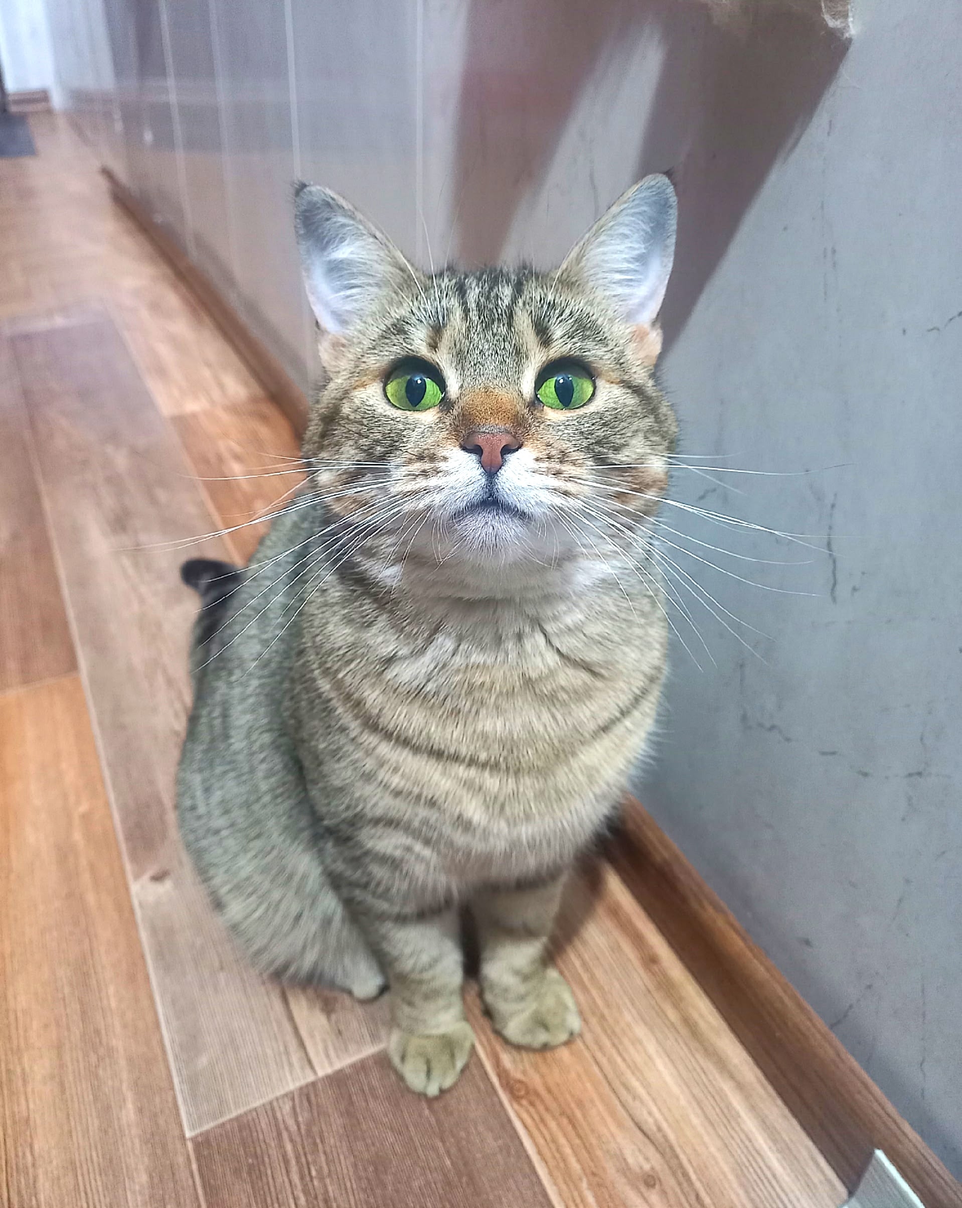 Пропала кошка в Архангельске — фото объявления