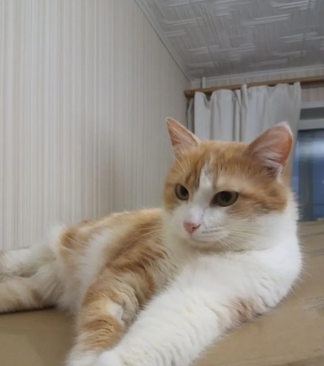 Пропала кошка в Йошкар-Оле — 31 марта 2026 в районе 4 школы Йошкар-Олы пропал бело- рыжий кот, двух лет Лева. Ищем 13 дней…