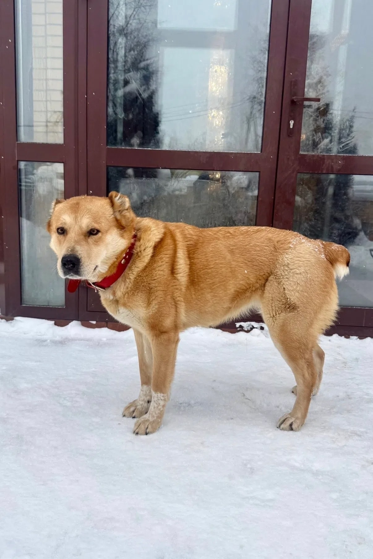 Пропала собака в Йошкар-Оле — фото объявления