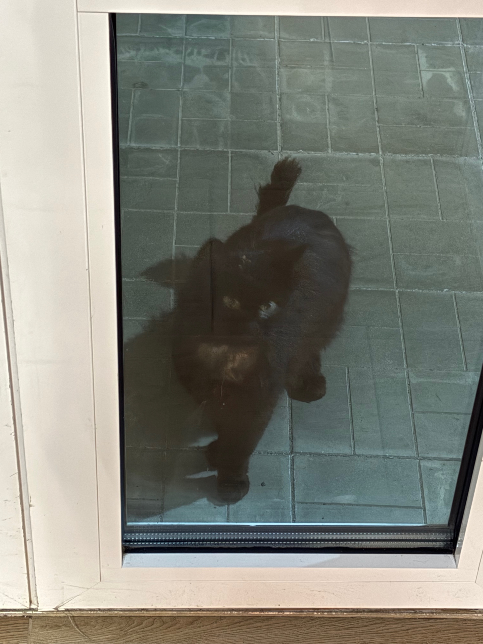 Найдена кошка в Йошкар-Оле — фото объявления