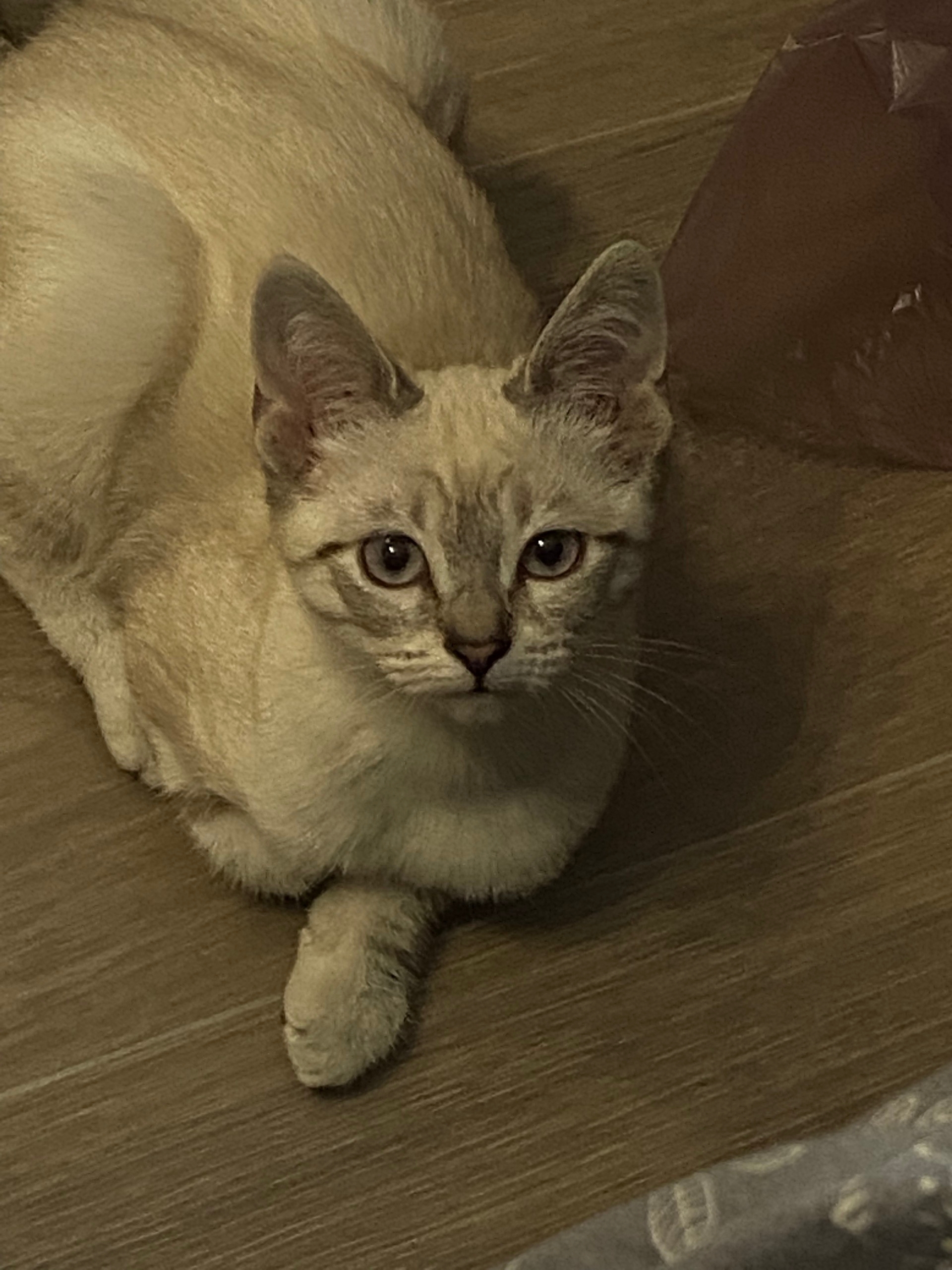 Пропала кошка в Йошкар-Оле — фото объявления