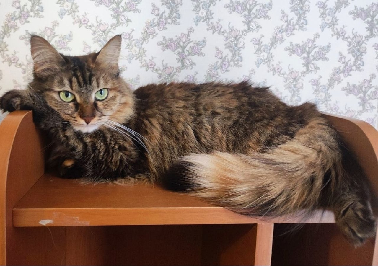 Найдена кошка в Йошкар-Оле — фото объявления