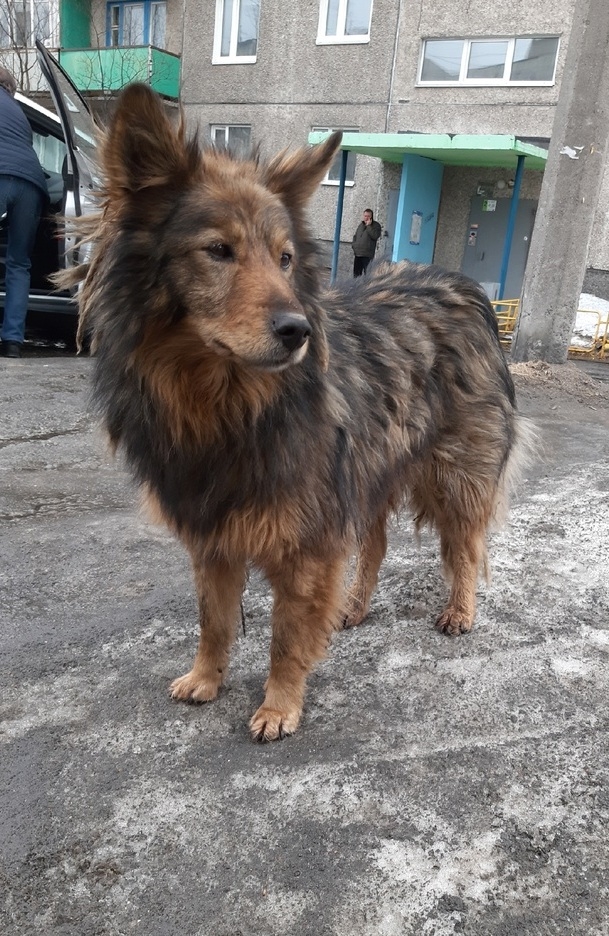 Пропала собака в Мурманске — фото объявления