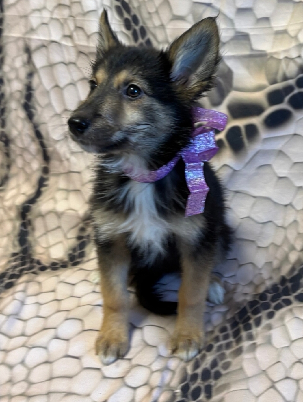 Пропала собака в Мурманске — фото объявления