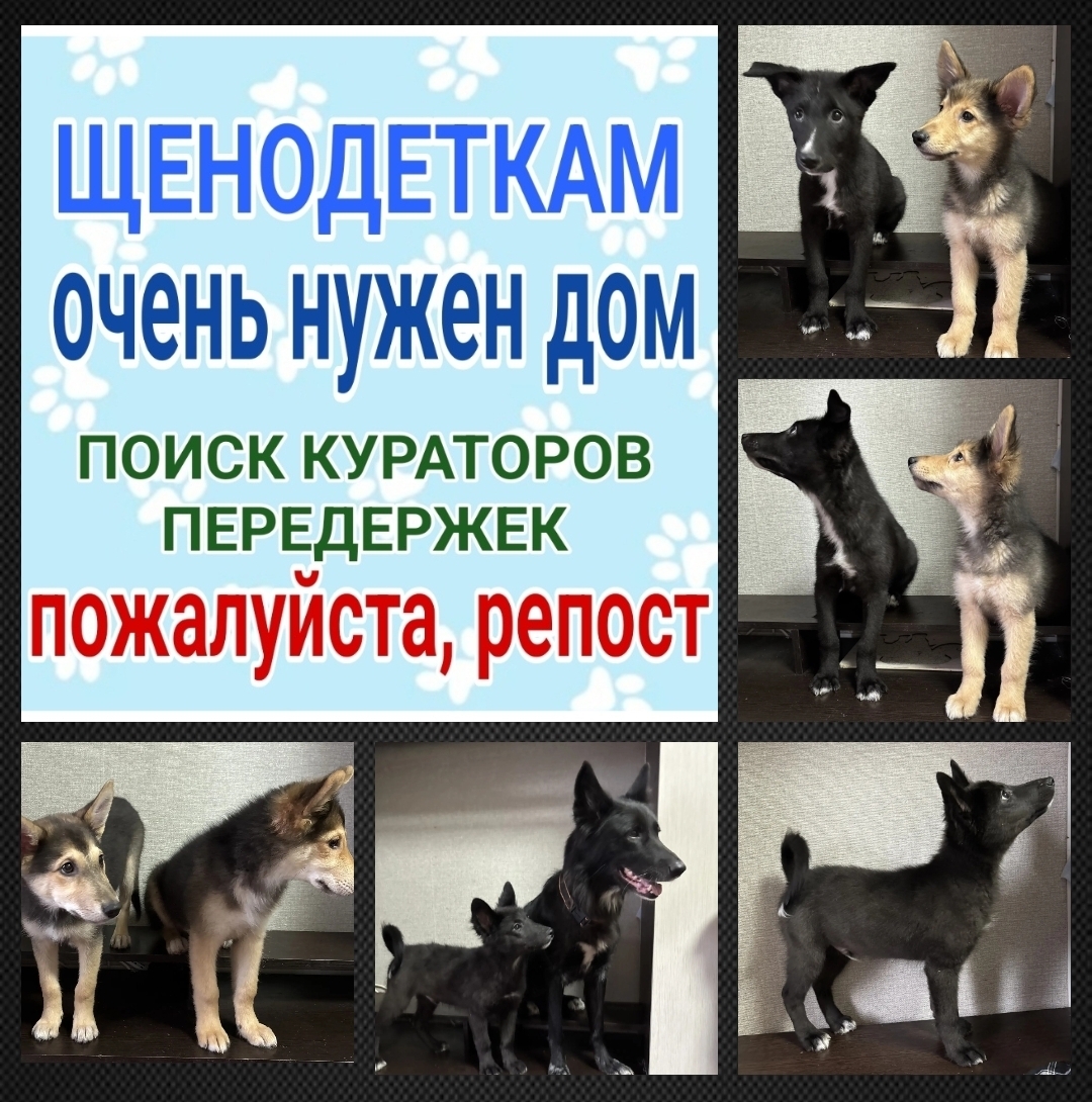 Найдена собака в Мурманске — фото объявления
